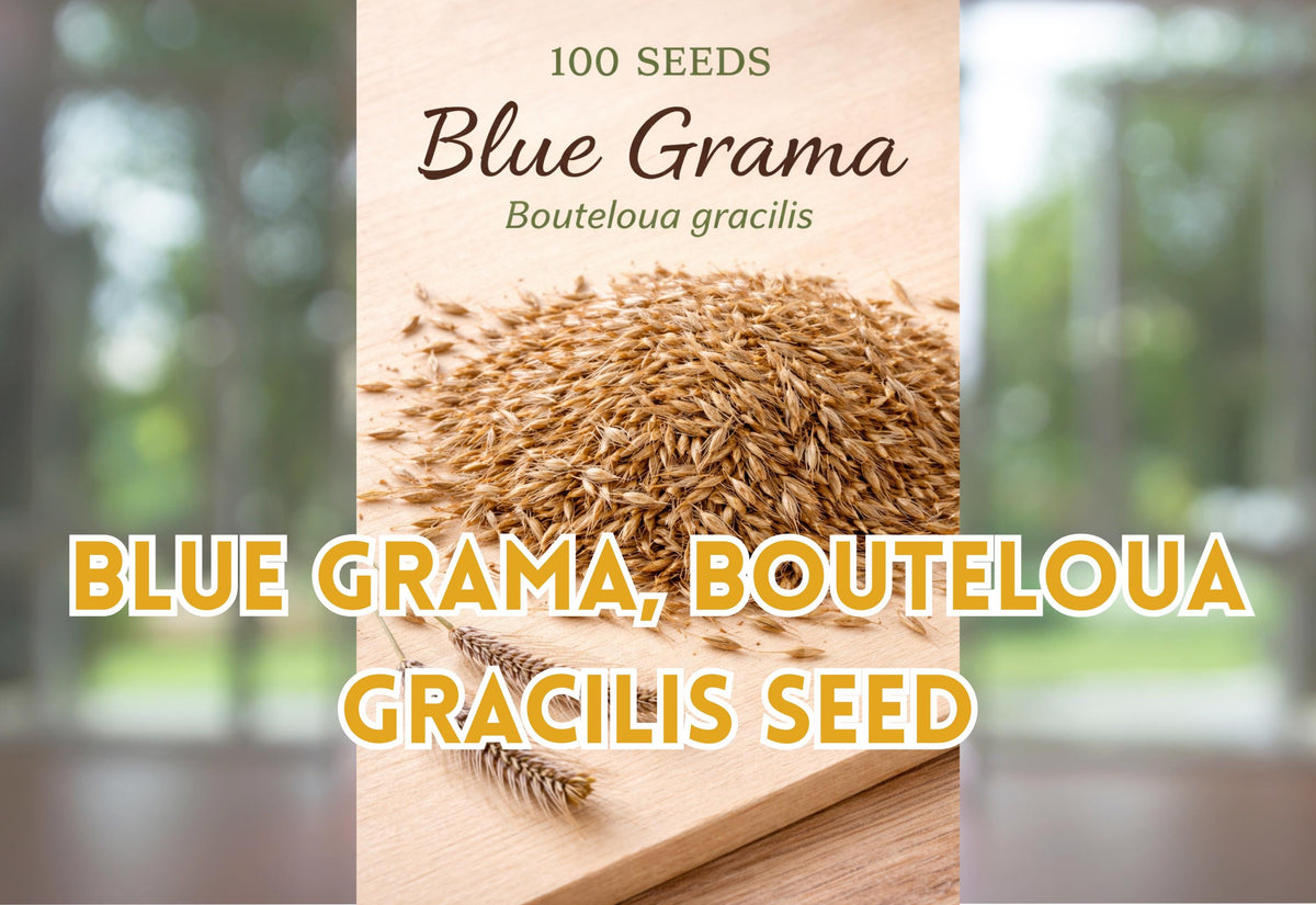 Blue Grama Seeds, Drought Tolerant Ornamental Grass, Bouteloua gracilis, Lawn Alternative, Clumping Grass, Full Sun, Low Water