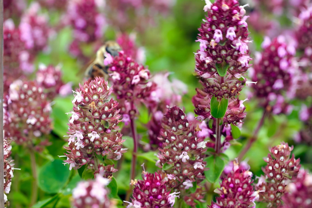 Wild Thyme Seeds 100 Pack | Fragrant Perennial Herb with Purple Flowers | Thymus pulegioides for Culinary, Ground Cover & Pollinator Gardens