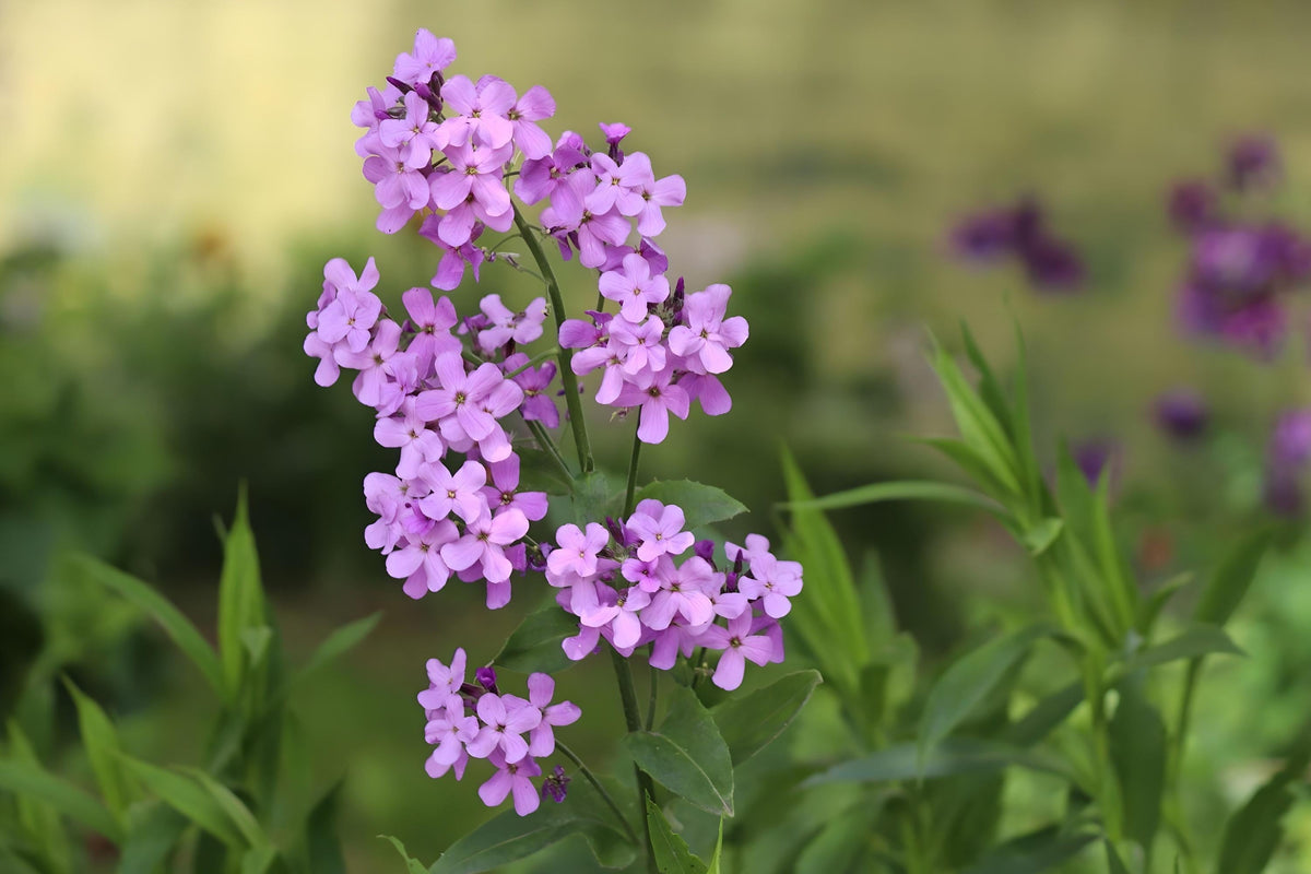 Dame’s Rocket Seeds (100) – Fragrant Night-Scented Hesperis matronalis for Borders, Wildflower Gardens & Pollinators
