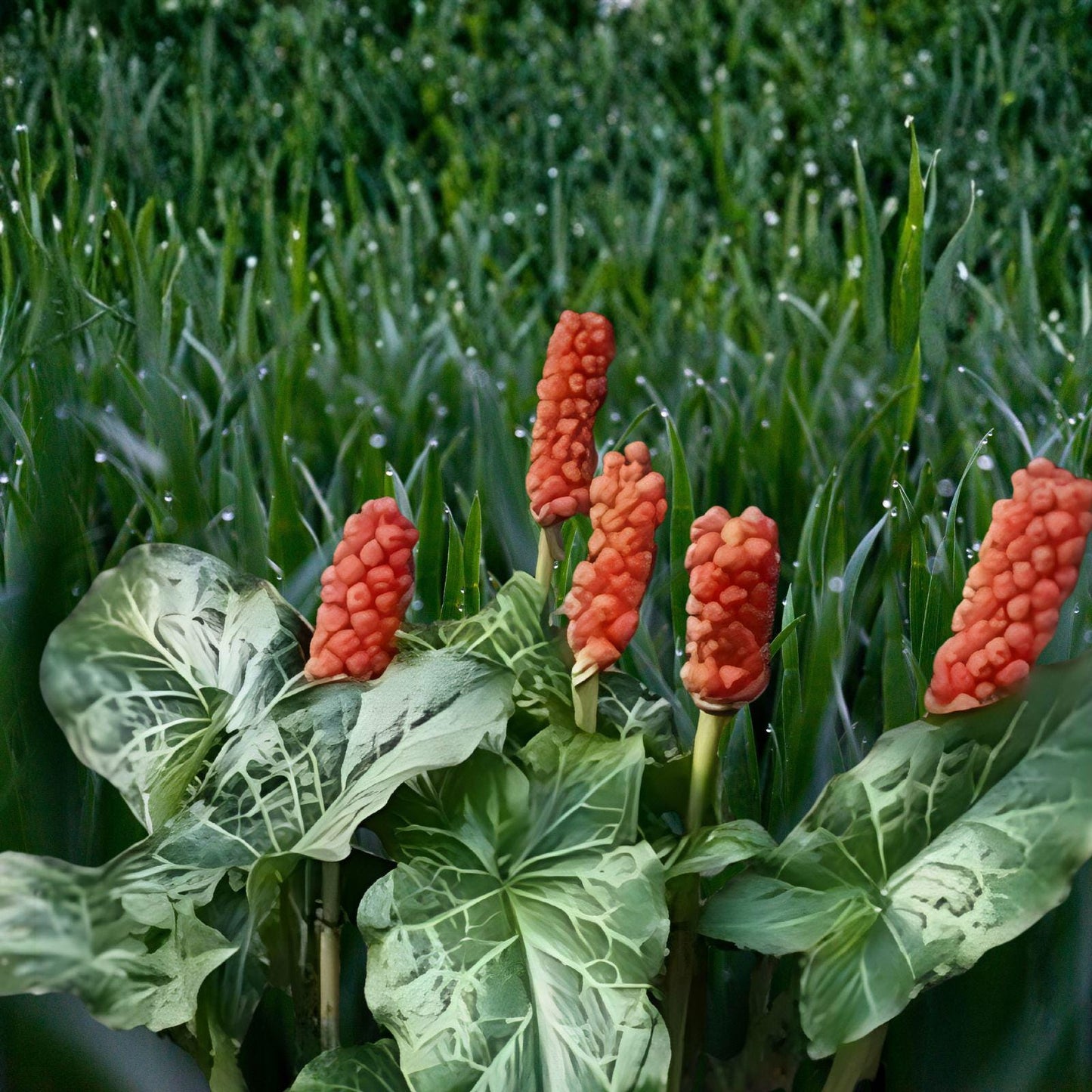 Lords and Ladies (Arum maculatum) Bare Root Plants – Woodland Perennial with Purple-Spot Leaves, Unique Spathe & Red Berries, 5 Pack