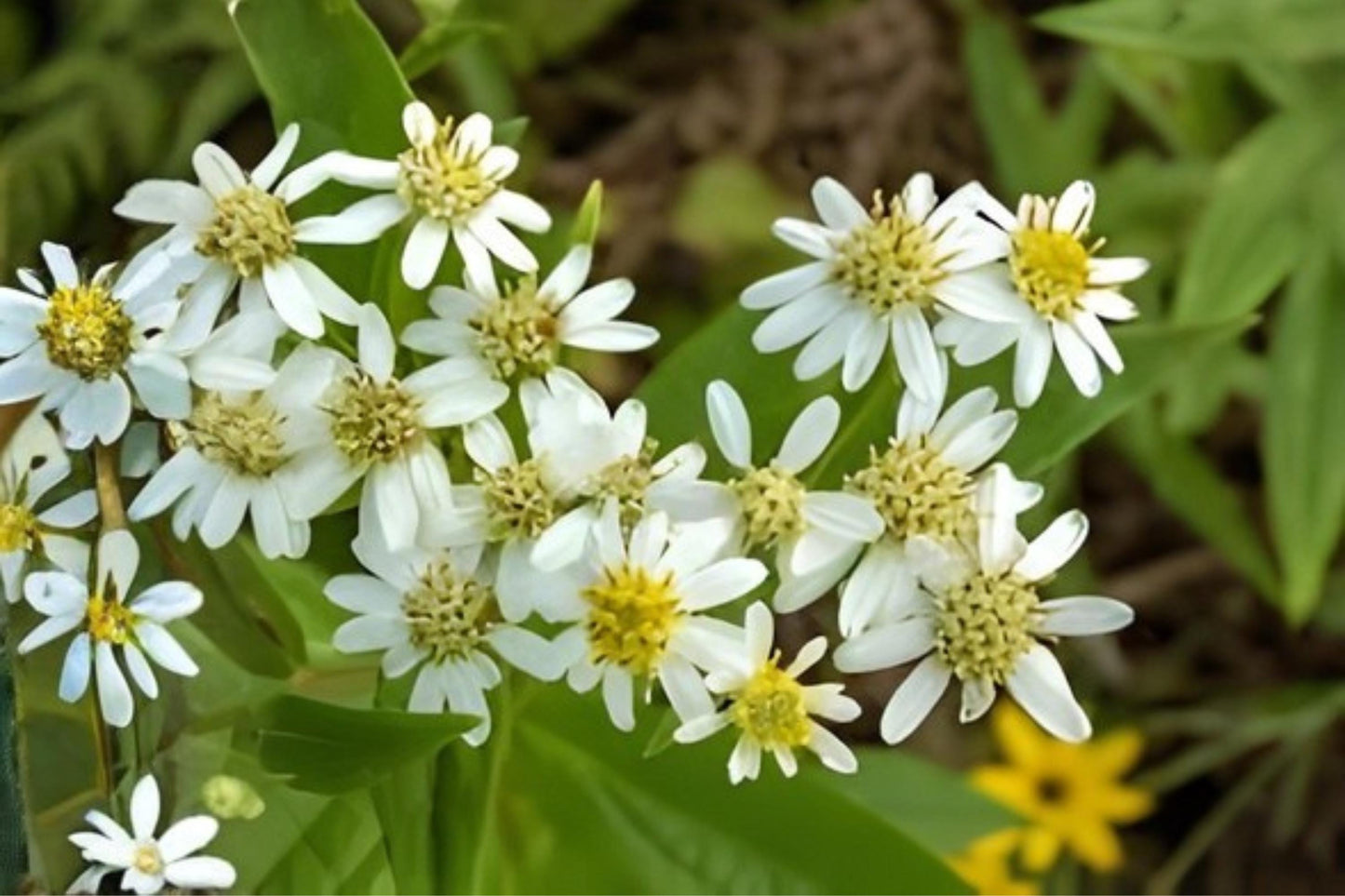 Flat-Topped Aster Seeds (100) | Native Wildflower for Pollinators | Doellingeria umbellata