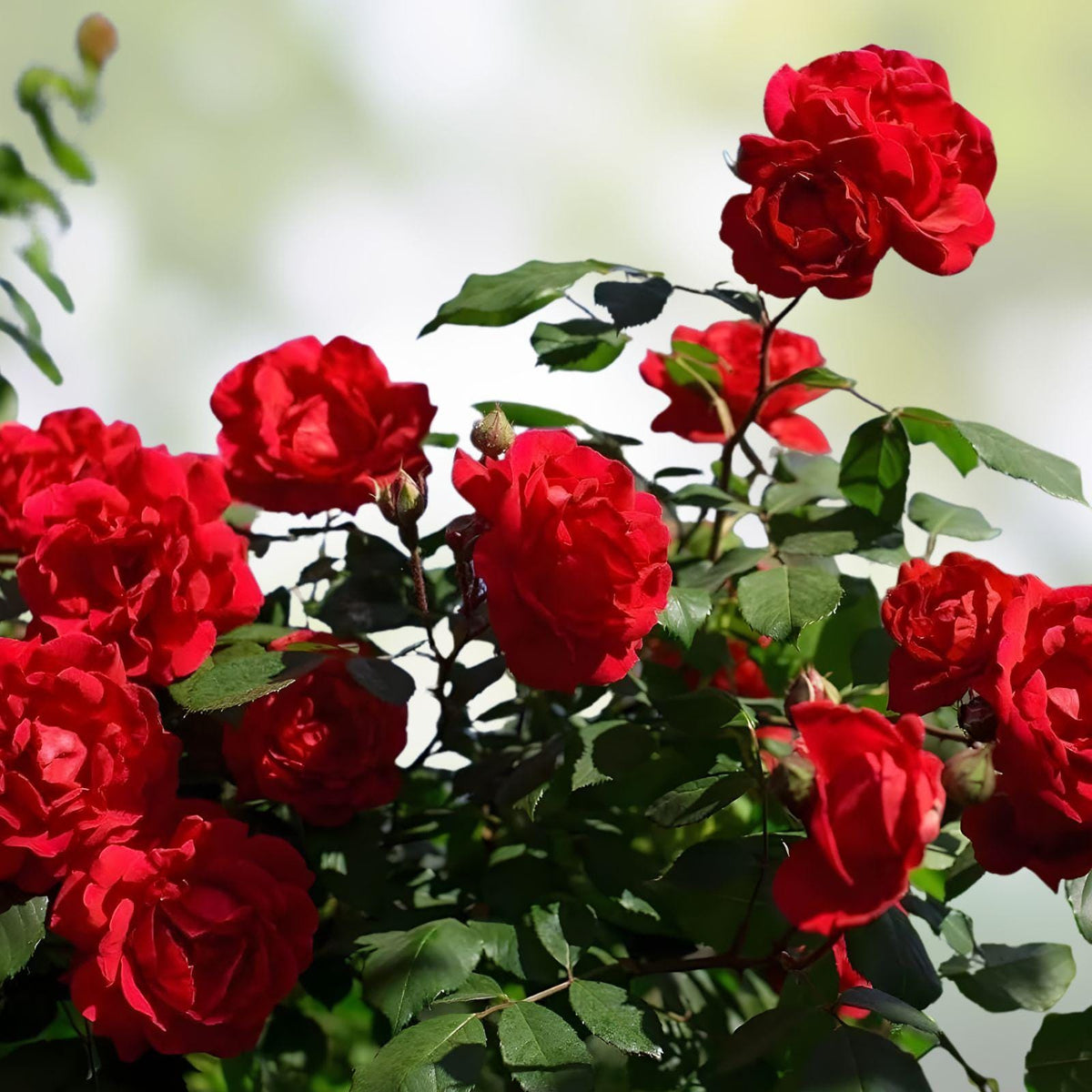 Wild Red Miniature Climbing Rose Bare Root Plant – Compact Red Double Blooms, Flowering Vines for Small Gardens and Trellises