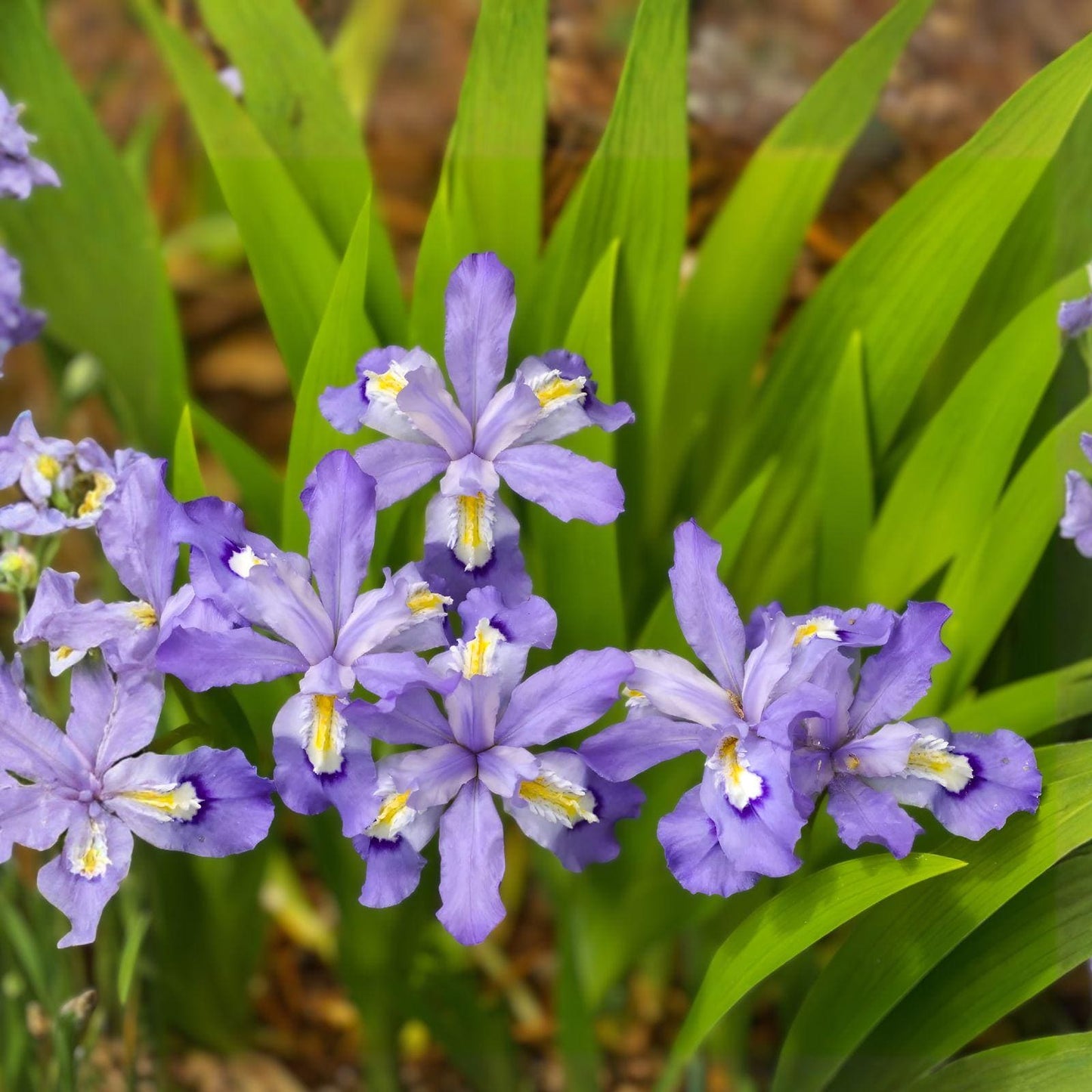 Dwarf Crested Iris Bulbs – Iris cristata – Woodland Perennial Flowering Plant for Shade Gardens