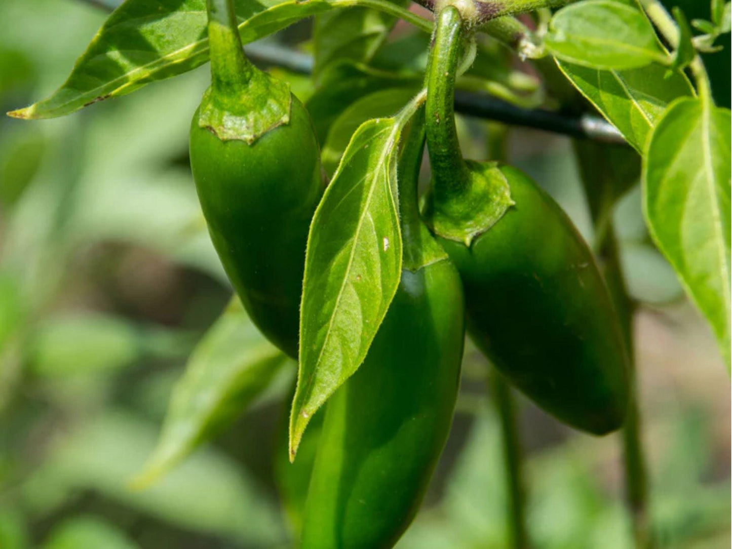 Sonora Pepper Seeds – 25 Count, Mild Hot Chili Variety, Capsicum annuum, for Cooking & Roasting, Green to Red Ripening