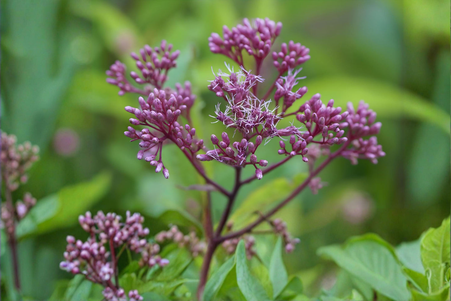 Sweet Joe Pye Weed Seeds - Eutrochium purpureum, Purple Pollinator Wildflower for Bees & Butterflies, Native Garden Plant, 100 Seeds