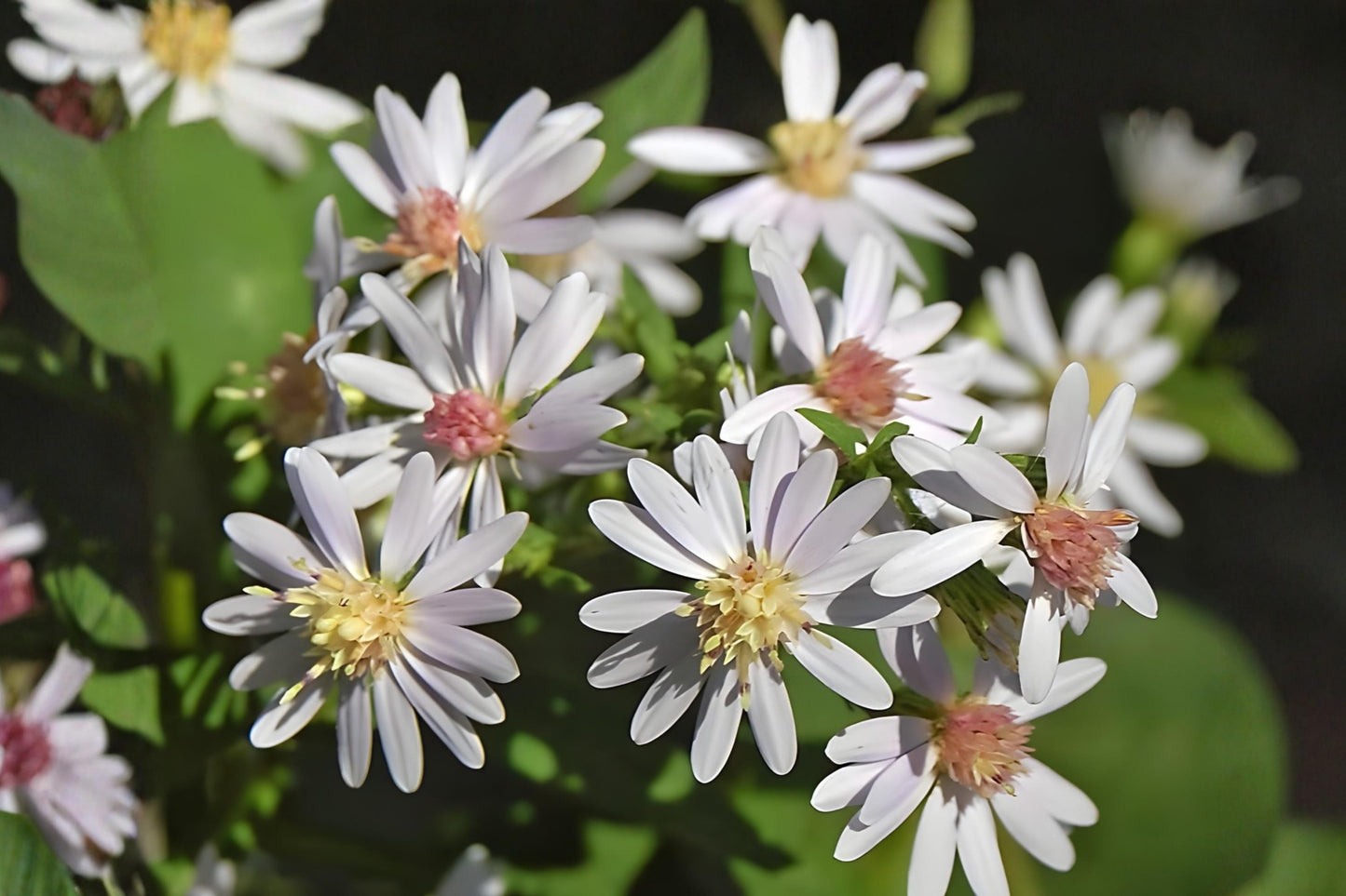 Drummond’s Aster Seeds 100 Pack | Native Wildflower, Lavender to Pale Purple Blooms, Symphyotrichum drummondii
