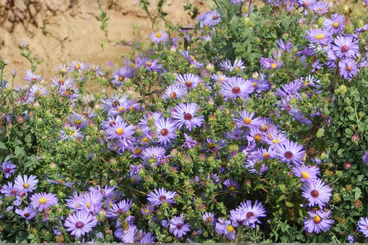 Smooth Blue Aster Seeds (Symphyotrichum laeve) – Native Wildflower for Gardens, Prairies & Pollinators