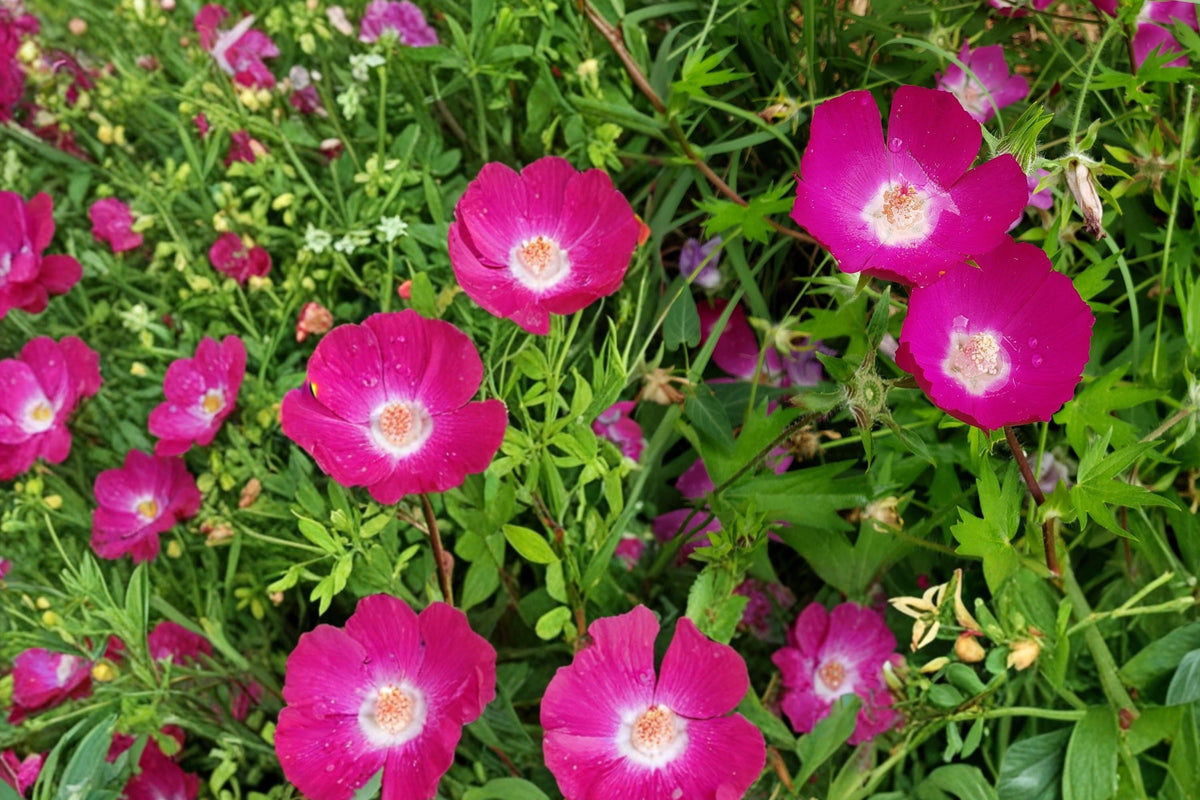 Purple Poppy Mallow Seeds – Callirhoe involucrata Herbaceous Perennial with Magenta Purple Flowers, Groundcover & Rock Garden Plant