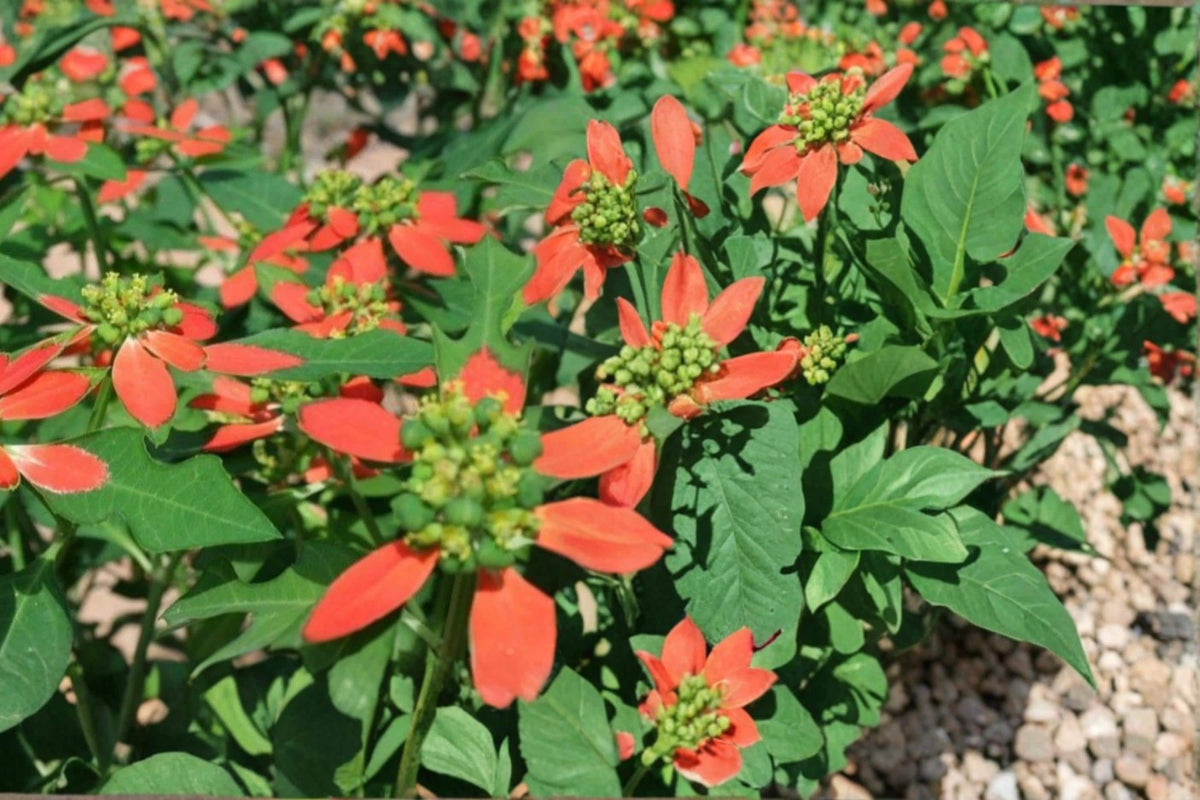 Fire on the Mountain Herbaceous Annual Seeds – Euphorbia cyathophora with Red and White Bracts, Wildflower Garden, Border Plant