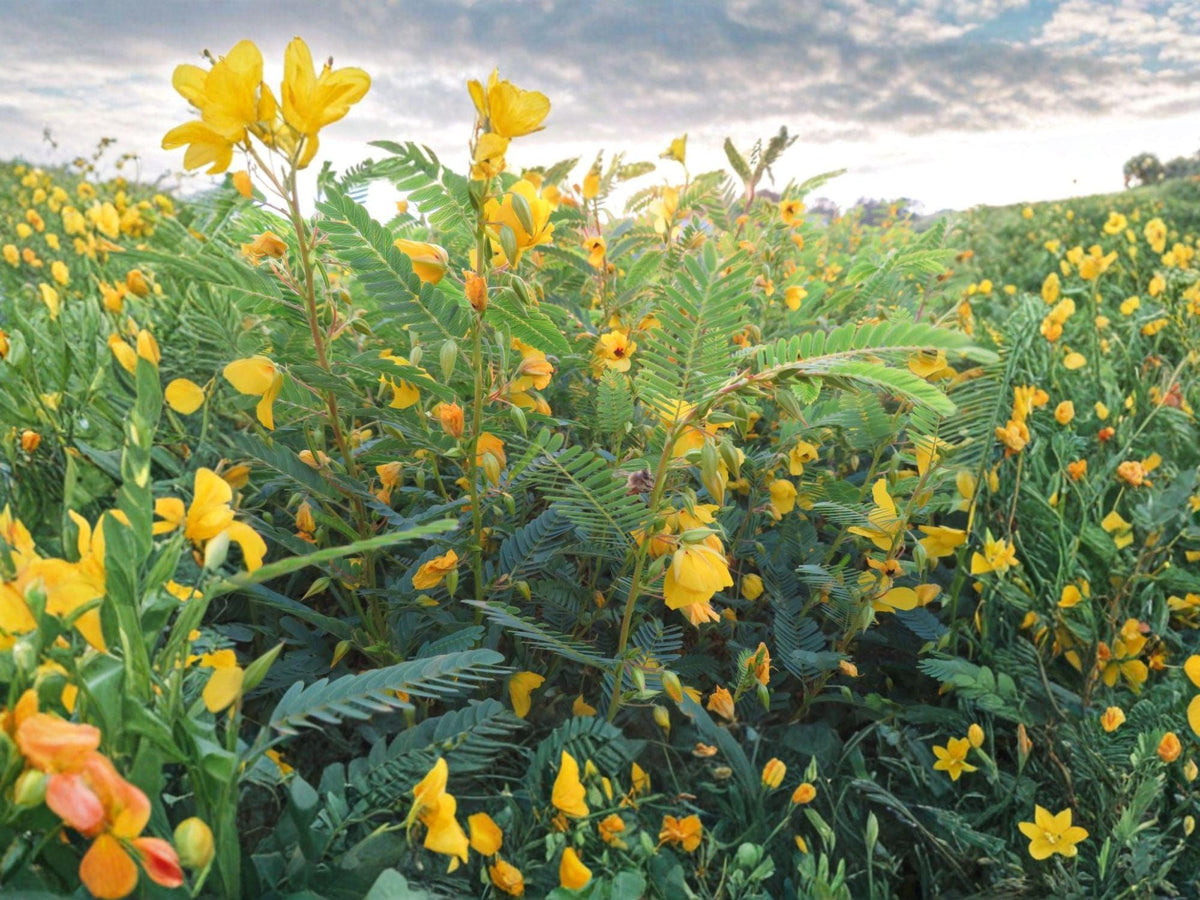 Partridge Pea Seeds, Bright Yellow Flowers, Chamaecrista Fasciculata, Natural Garden Plant, 100 Seeds