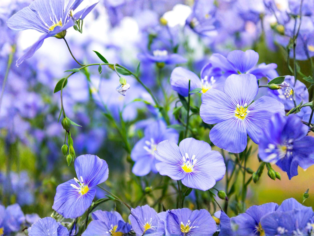 Blue Flax Perennial Flower Seeds | Linum perenne | Soft Blue Flowers for Garden Beds & Borders