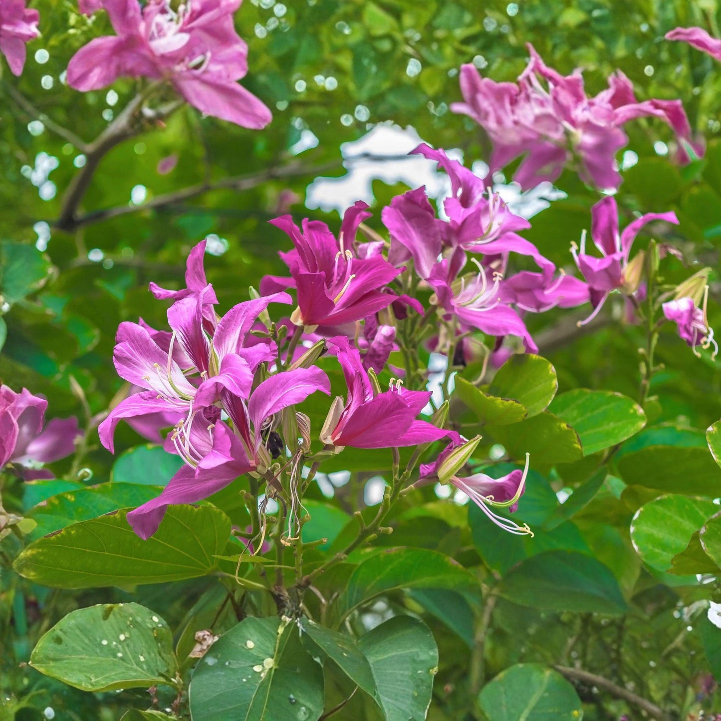 Bauhinia Purpurea Seeds, Purple Orchid Tree, Butterfly Tree, Ornamental Flowering Plant, Tropical Landscape, 10 Pack