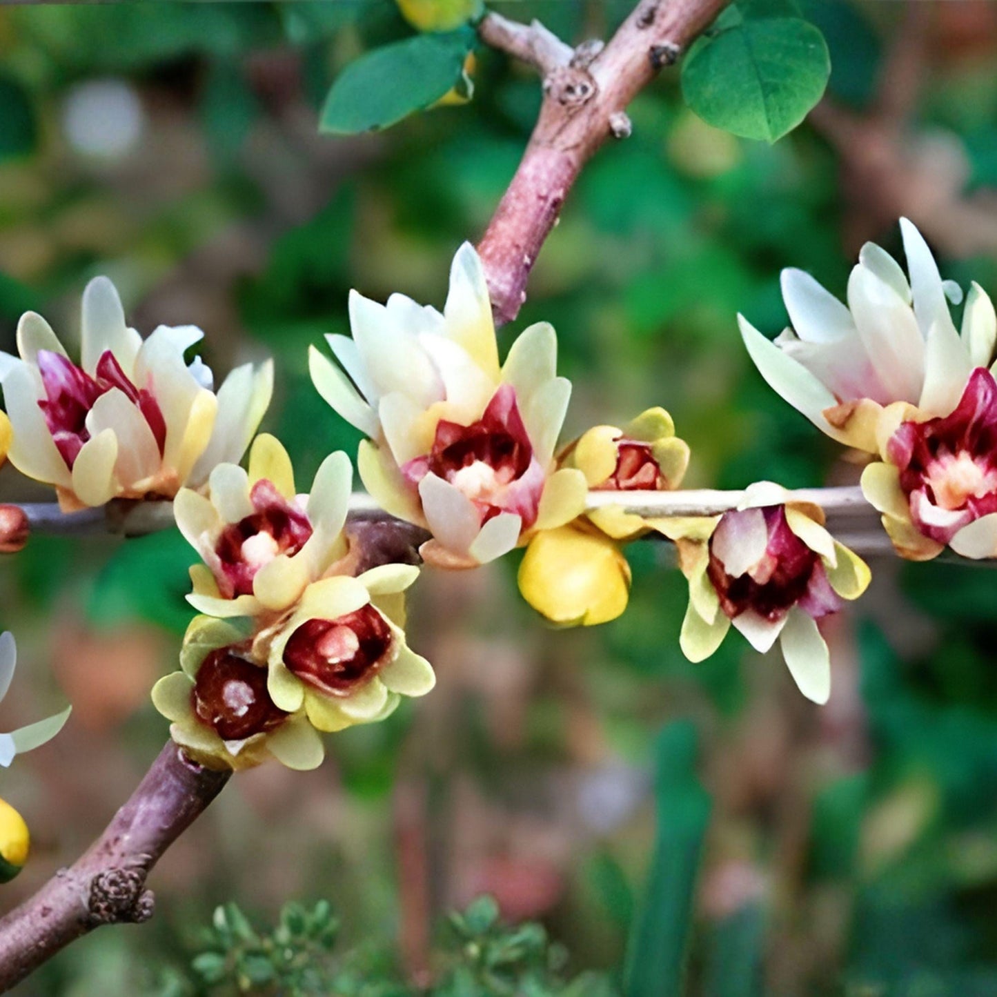Chimonanthus praecox Seeds – Fragrant Wintersweet, Japanese Allspice, Ornamental Shrub, Yellow Flowers, Garden Plant, 10 Seeds