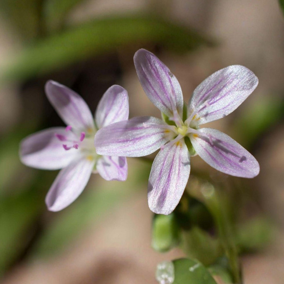 Spring Beauty Wildflower Seeds, Native Claytonia virginica, Woodland Groundcover, Early Blooming Perennial, 10 Pack