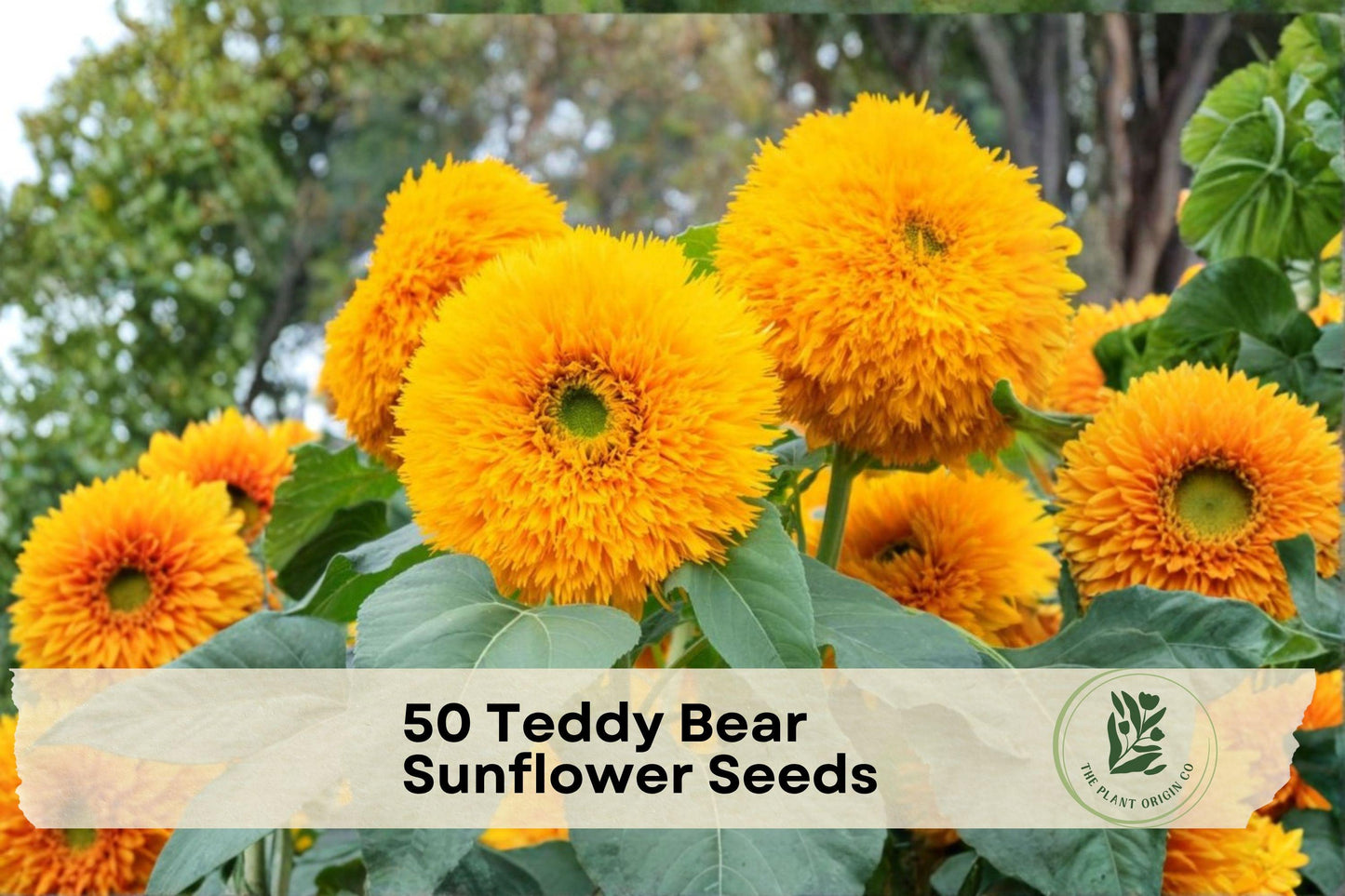 Teddy Bear Sunflower Seeds, Double Yellow Blooms, Compact Annual Helianthus annuus, 50 Seeds for Garden Beds & Borders