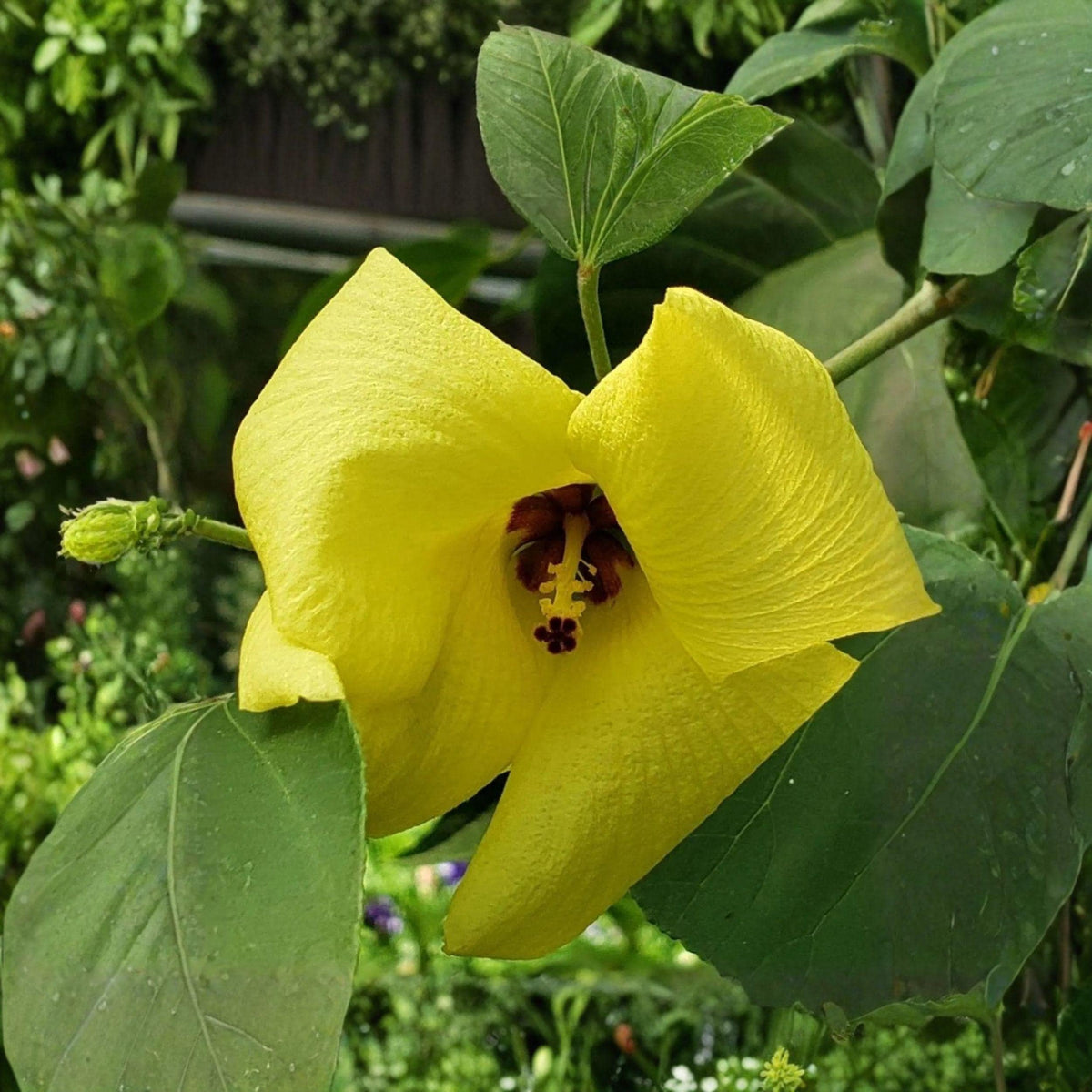 Hibiscus Hamabo Seeds, Yellow Rose of Sharon Shrub, Ornamental Deciduous Plant, Full Sun, Well-Drained Soil