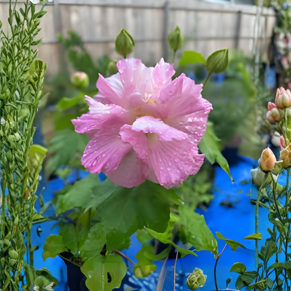 Hibiscus paramutabilis Seeds – Confederate Rose, Everblooming Hardy Mallow Shrub, Ornamental Flowering Plant, 10 Seeds