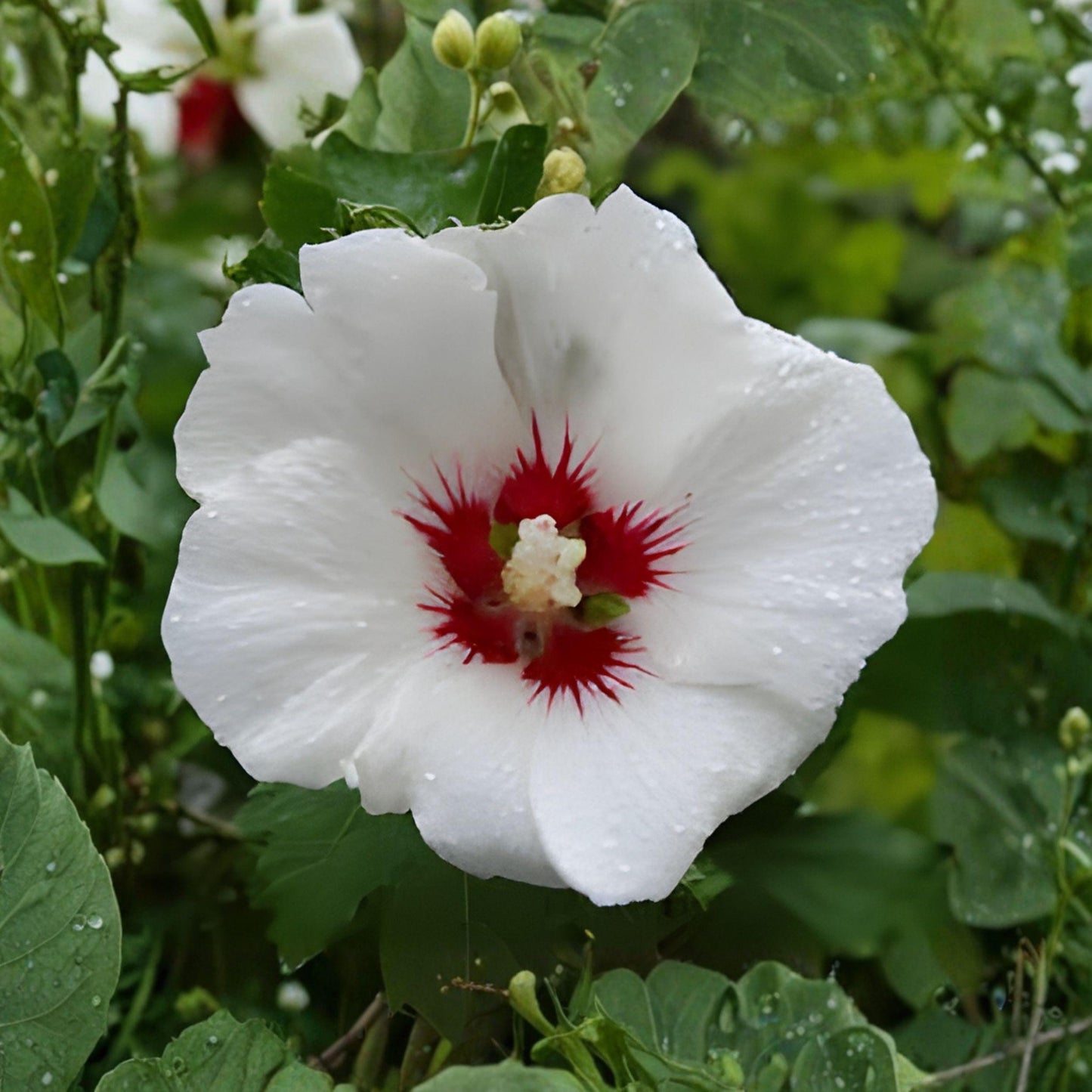 Rose of Sharon Seeds, Hibiscus syriacus, Ornamental Flowering Shrub, Deciduous Garden Plant, 10 Seeds