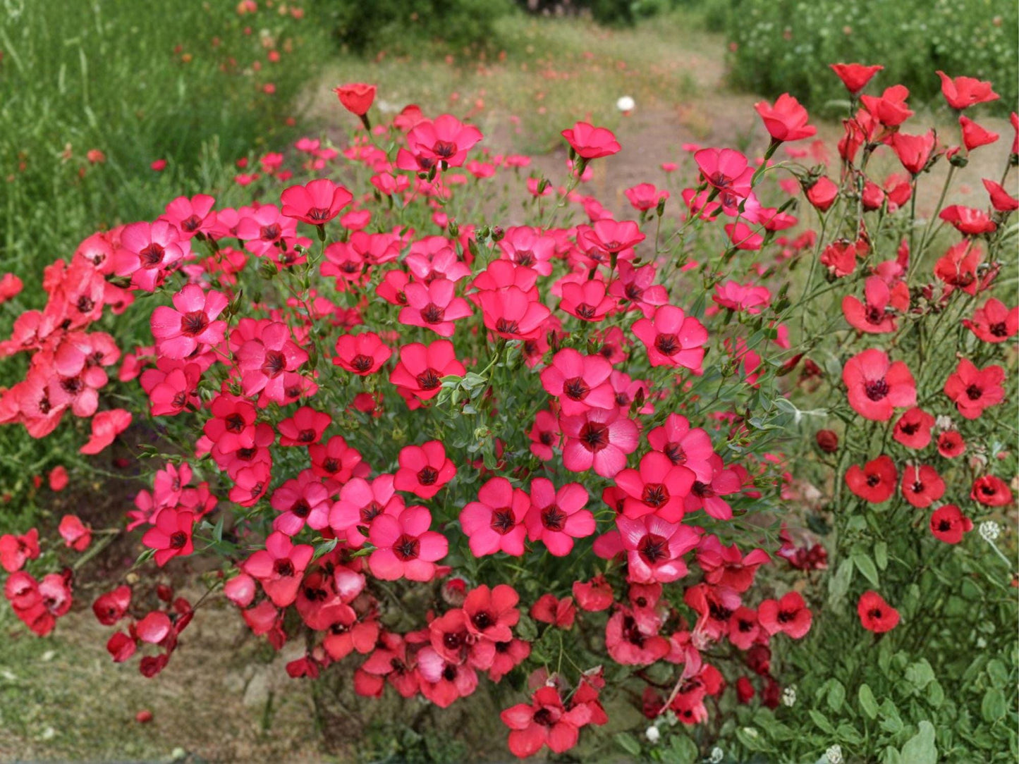 Scarlet Flax Seeds – Linum Grandiflorum Rubrum – Bright Red Flowers for Gardens & Natural Plantings – 100 Seeds