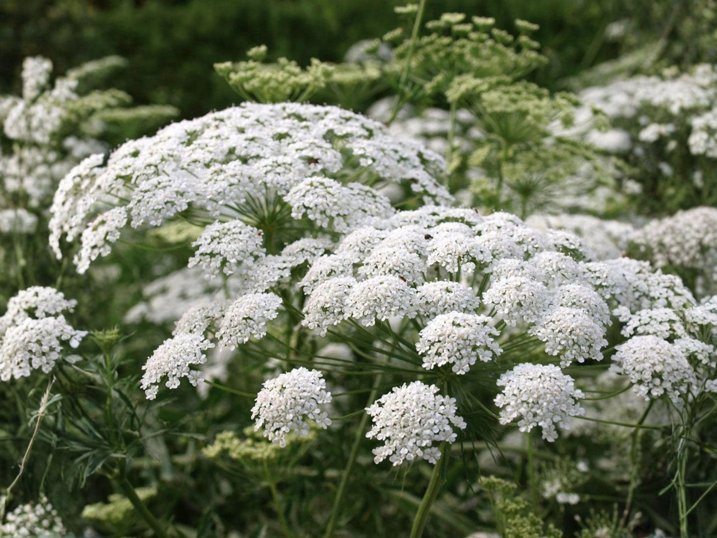 Bishop’s Flower Seeds – 100 White Ammi majus Flower Seeds for Garden Beds & Natural Plantings