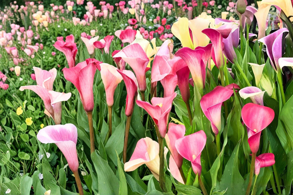 Mixed Calla Lily Bulbs – Zantedeschia, Trumpet-Shaped Flowers, Perennial Garden Bulb, Container & Border Plant