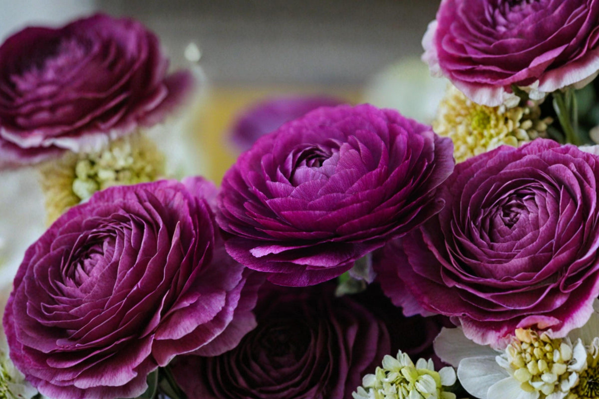 Purple Ranunculus Bulbs – Perennial Flowering Bulbs for Garden Beds & Containers – Ranunculus asiaticus