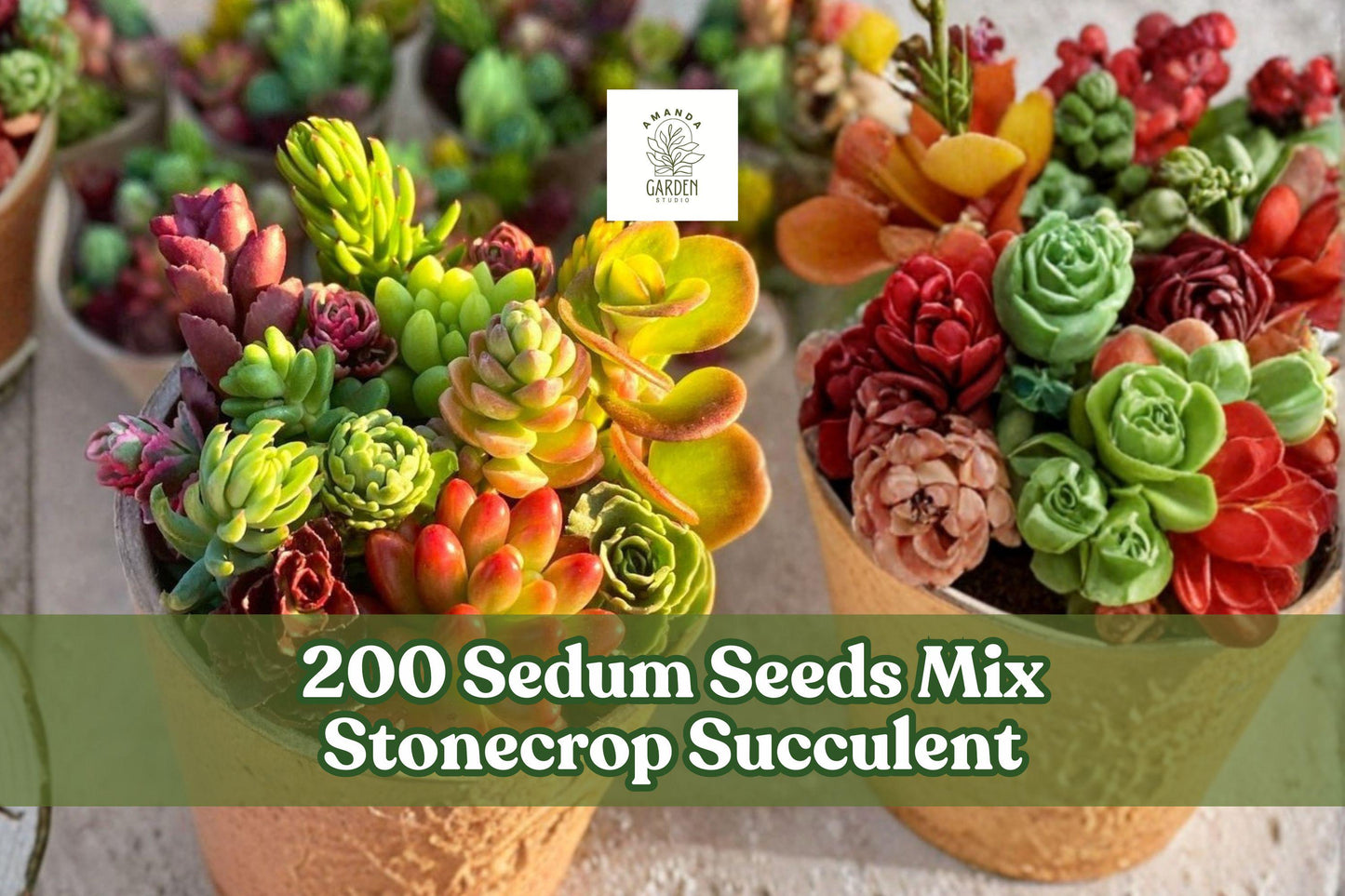 200+ Sedum Seeds Mix | Stonecrop Succulent Groundcover Seeds for Rock Gardens & Containers | Sedum spp.