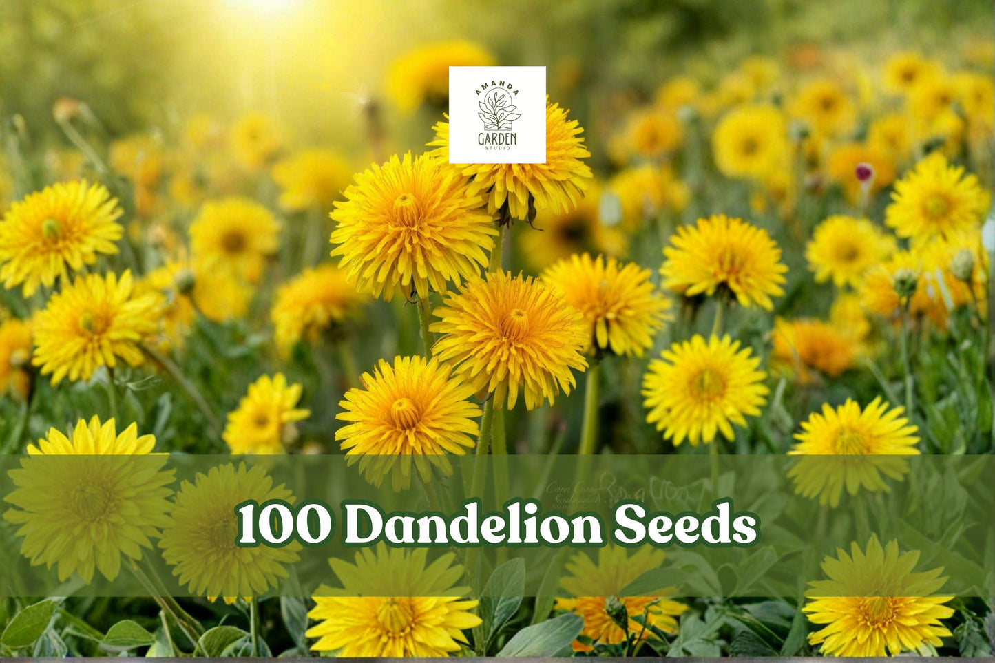 Dandelion Seeds Pack – 100+ Taraxacum officinale Perennial Herb for Garden, Outdoor & Indoor Planting