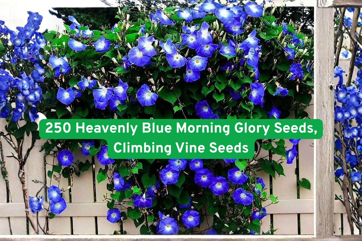 Heavenly Blue Morning Glory Seeds – Climbing Vine, Bright Blue Flowers, Ipomoea tricolor, Heirloom, Fast-Growing, Outdoor Garden