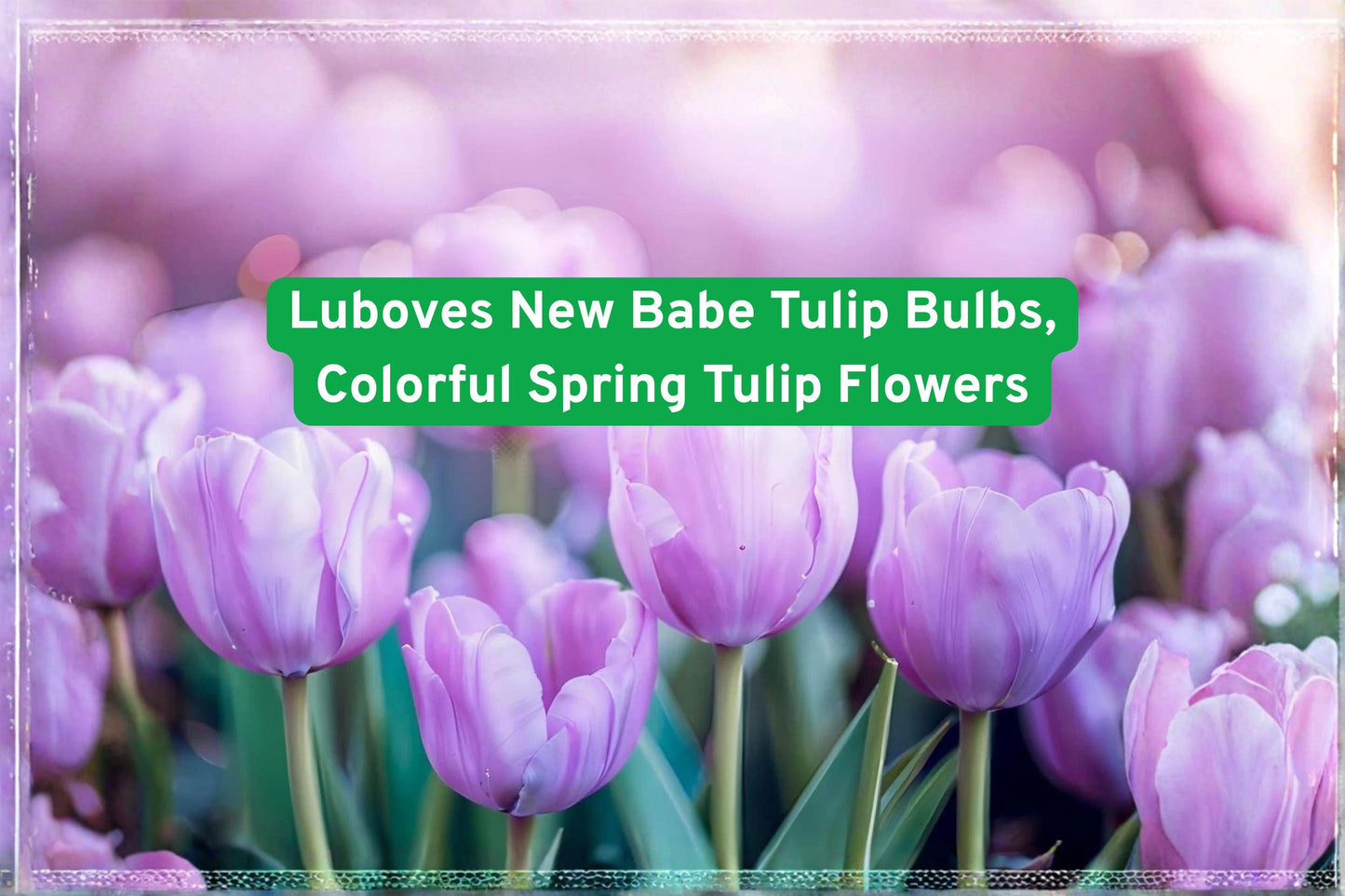 Lubove’s New Babe Tulip Bulbs – Vibrant Spring Flowering Bulbs for Garden Beds & Containers, Tulipa spp.