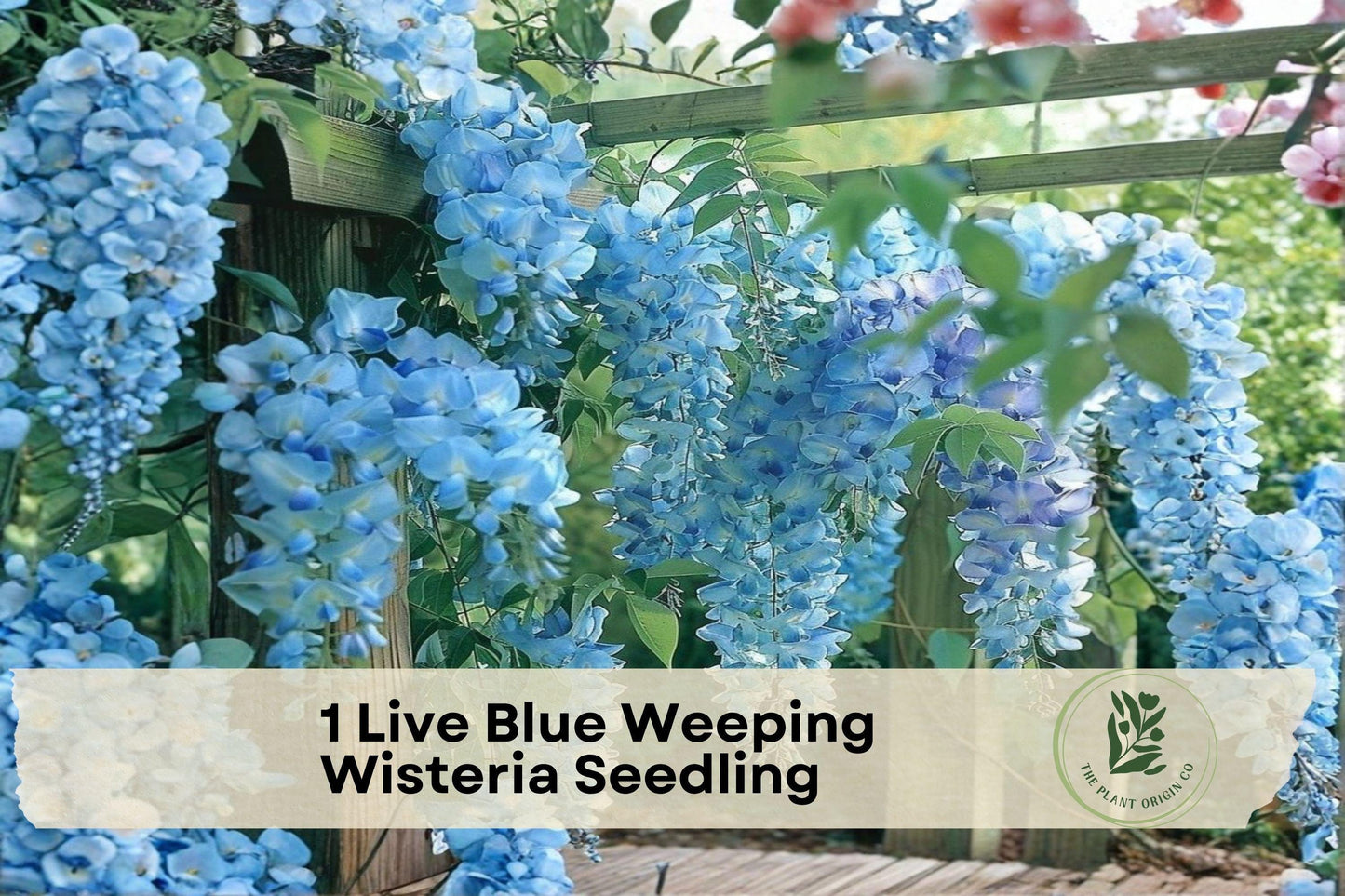 Live Blue Weeping Wisteria Seedling – Flowering Climber with Blue-Purple Blooms, Wisteria spp., Perfect for Trellises & Pergolas