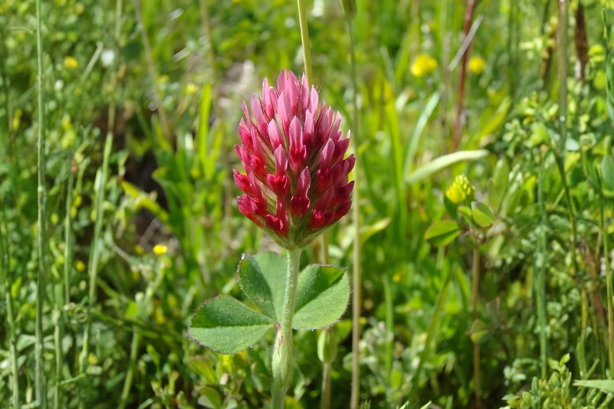 Crimson Clover Seeds (100) | Red Clover Trifolium incarnatum for Pollinators, Cover Cropping & Soil Improvement