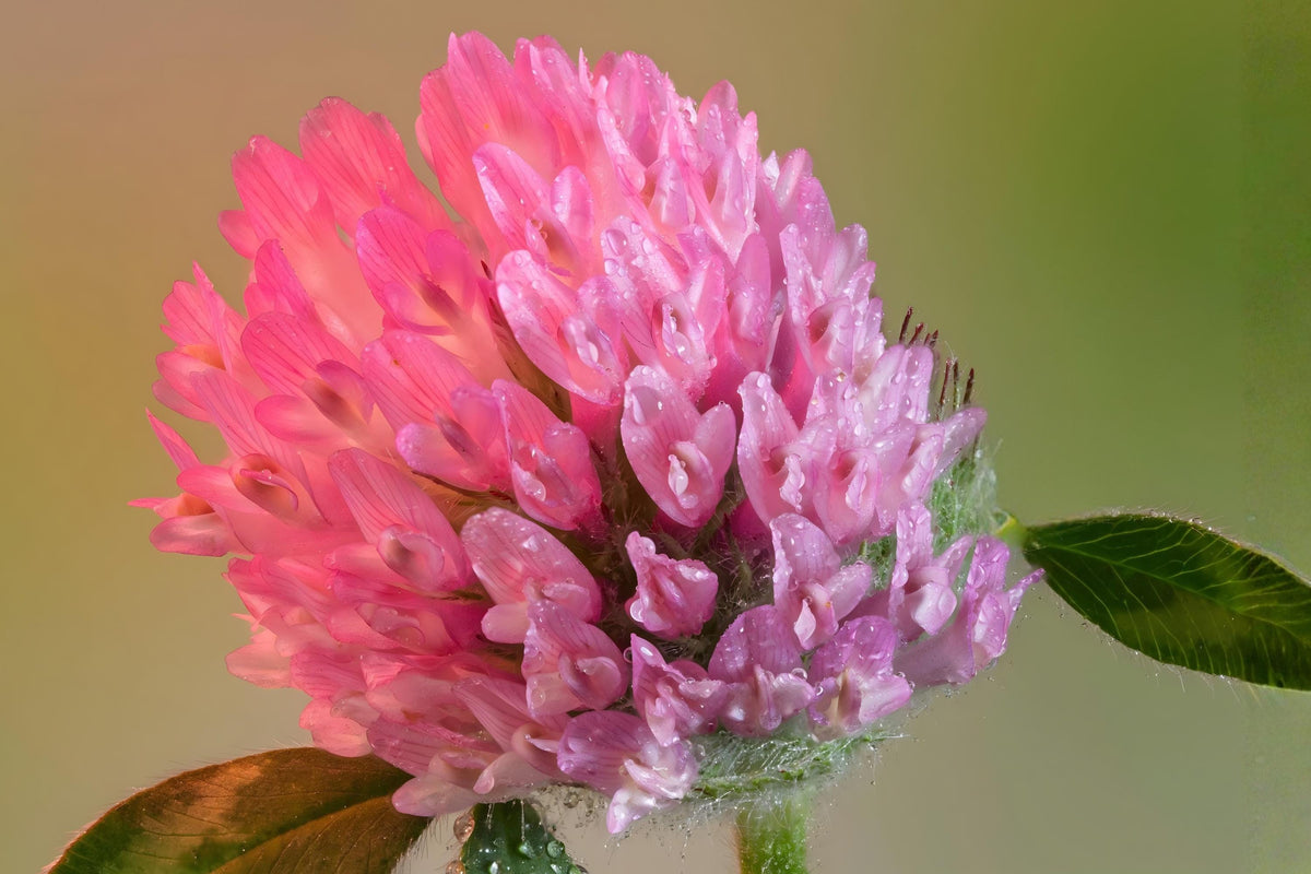 Red Clover Seeds (100) | Trifolium pratense Perennial Flowering Plant for Pollinators, Soil Improvement, Cover Cropping
