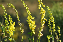Yellow Sweet Clover Seeds (Melilotus officinalis) – Tall-growing Pollinator, Cover Crop, Soil Improvement, Nitrogen Fixing