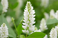 White Sweet Clover Seeds (Melilotus alba) – Pollinator-Friendly Cover Crop & Nitrogen-Fixing Plant, Fragrant White Flowers, Easy to Grow