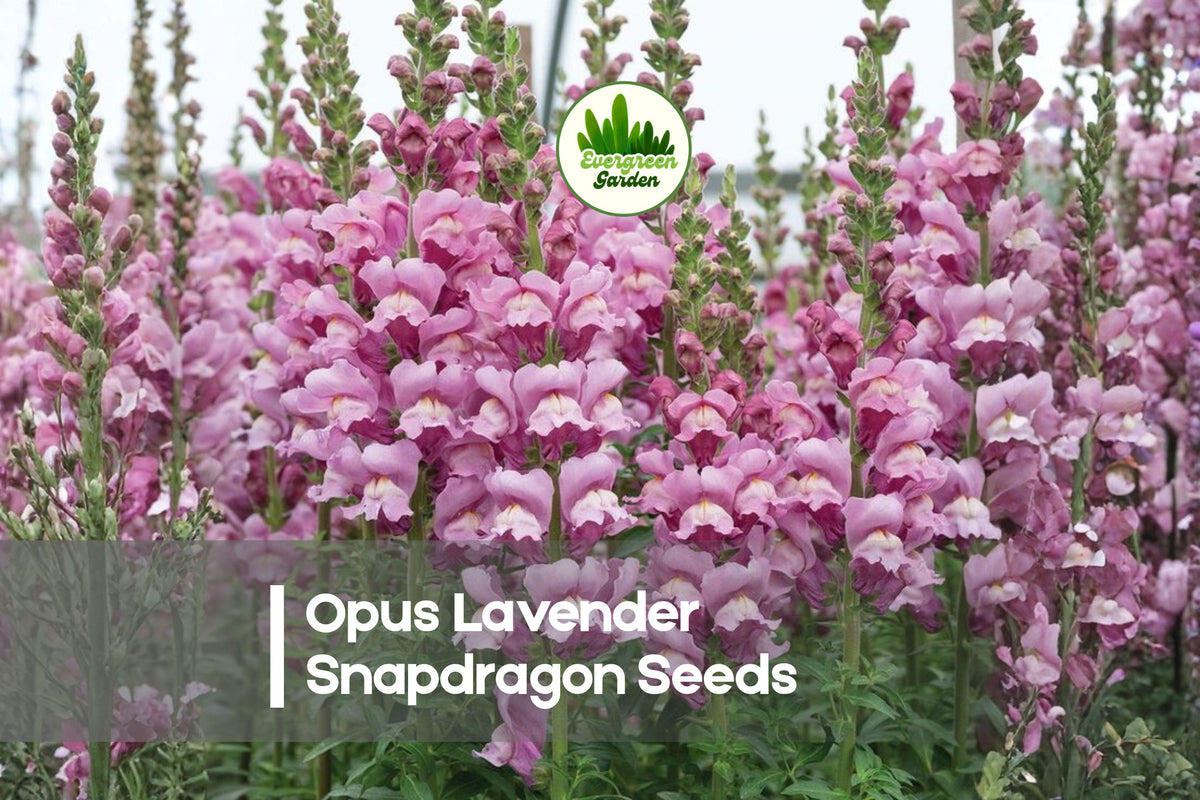 Opus Lavender Snapdragon Seeds – Antirrhinum majus, Lavender, Tall Annual for Cut Flowers, Borders & Cottage Gardens