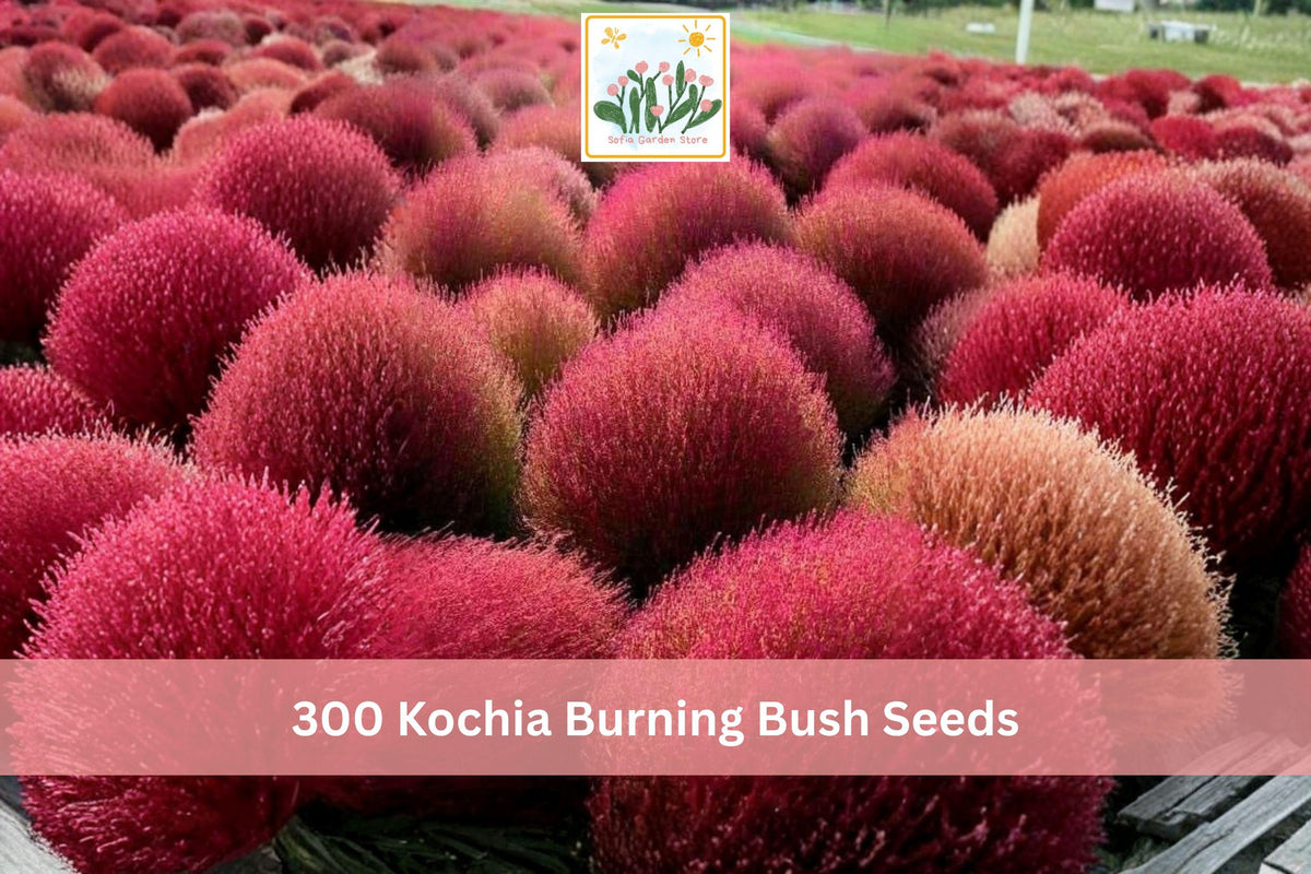 300+ Burning Bush Kochia Seeds - Bassia scoparia Ornamental Annual for Borders & Hedges, Vibrant Red Fall Foliage