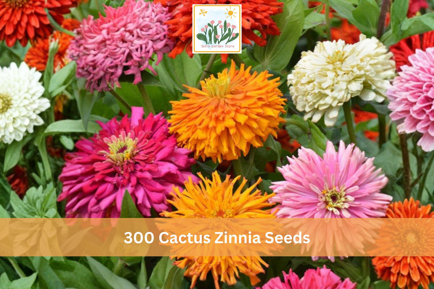 300+ Cactus Zinnia Seeds Zinnia elegans Double Bloom Bright Multicolor Garden Flower