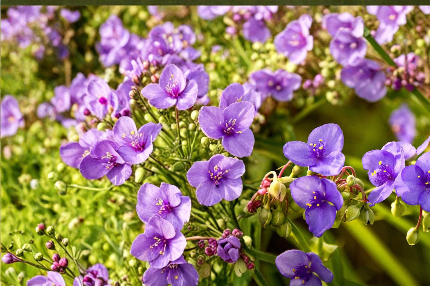 Prairie Spiderwort Seeds – Tradescantia bracteata – Native Perennial with Blue to Violet Flowers for Wildflower Gardens