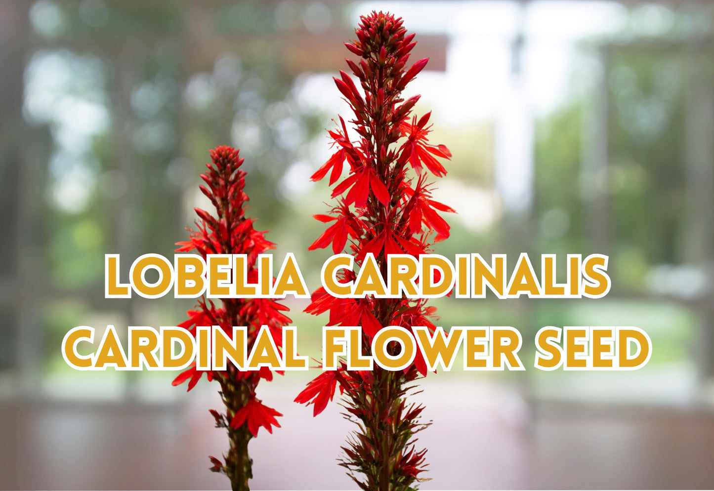 Lobelia Cardinalis Seeds – Red Perennial Flower for Garden Beds & Borders – Hummingbird Attracting Plant – 100 Seeds