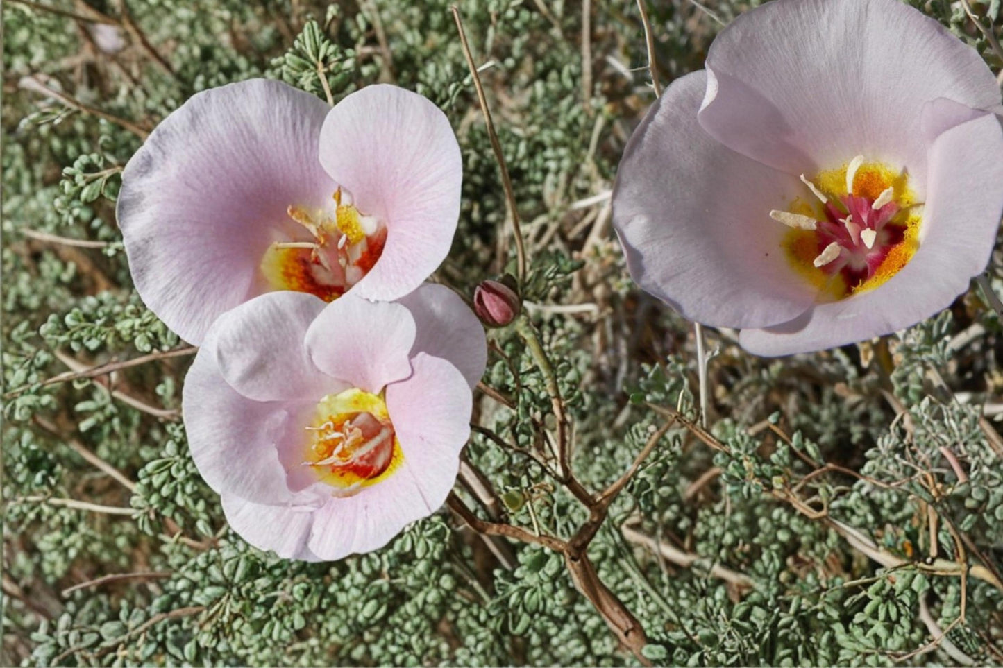Winding Mariposa Lily Seeds – Calochortus flexuosus – Drought Tolerant Perennial for Rock Gardens & Dry Landscapes