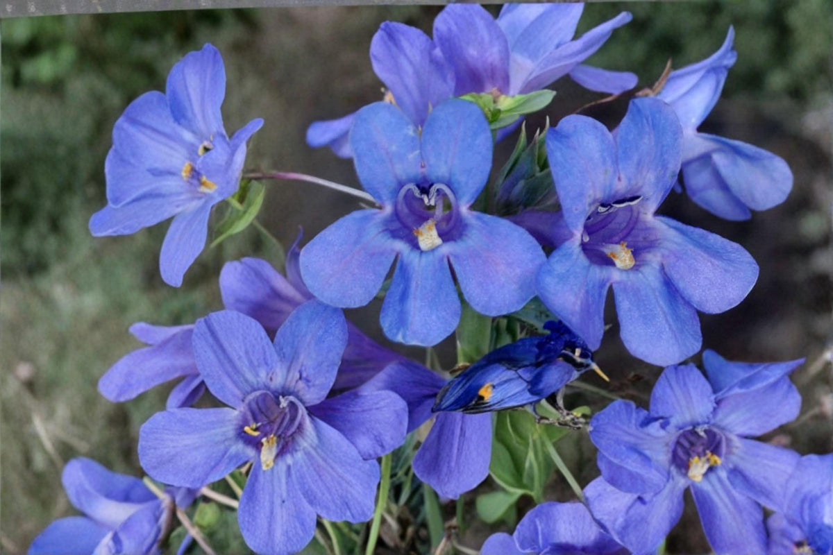 Sand Penstemon Seeds – Penstemon acuminatus Herbaceous Perennial with Blue to Purple Tubular Flowers for Dry Landscapes