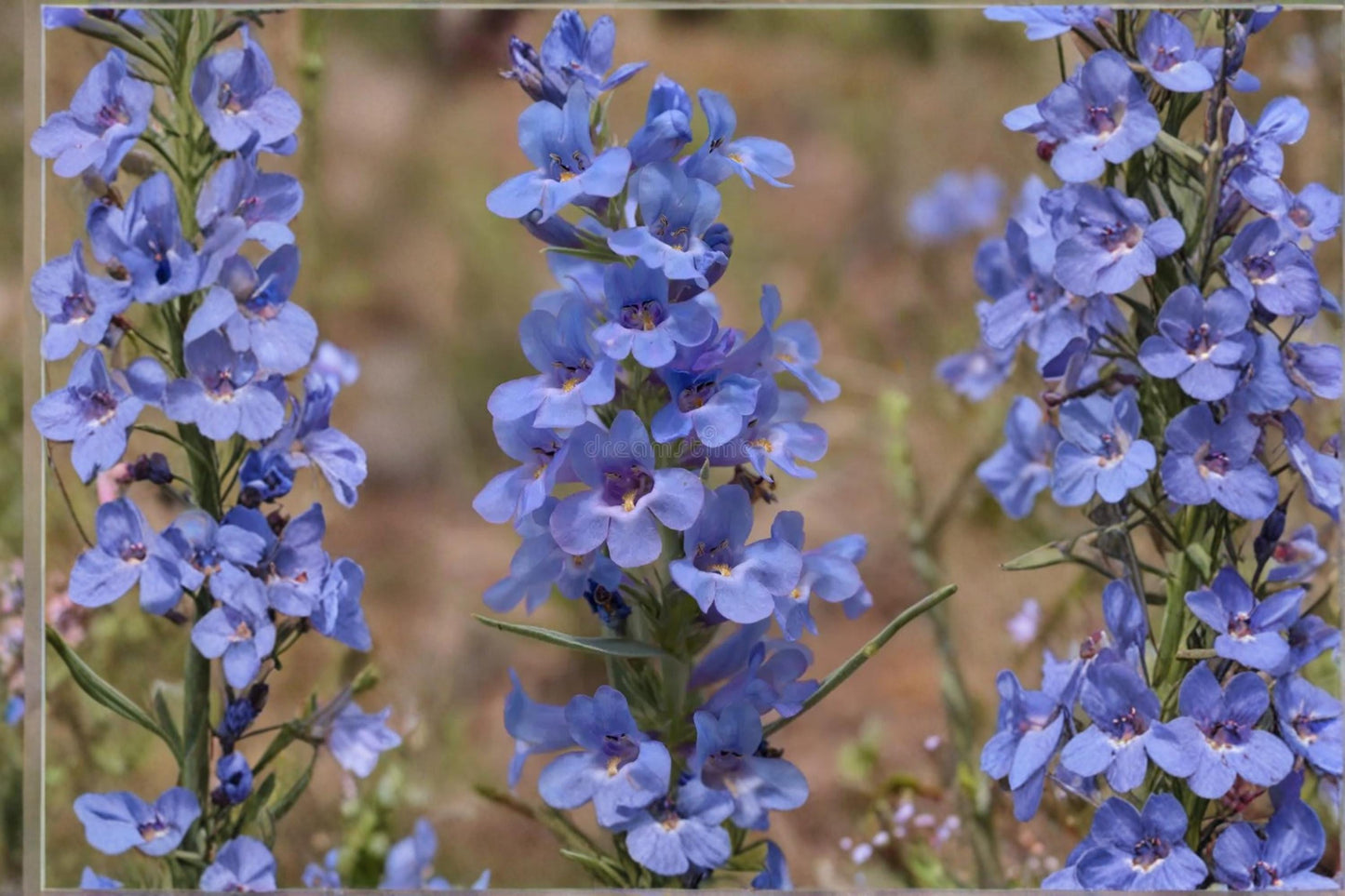 Pagoda Penstemon Seeds – Penstemon angustifolius Herbaceous Perennial with Lavender to Pale Purple Tubular Flowers, Drought Tolerant Plant