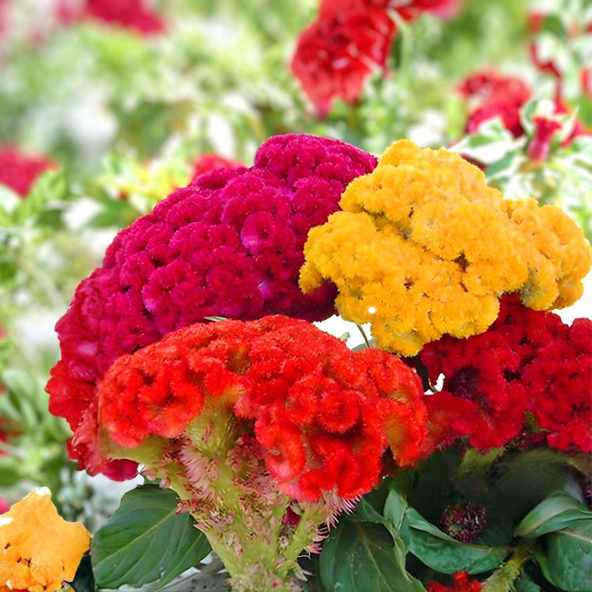 Cockscomb Seeds Mixed Colors | Celosia | Vibrant Garden Flower | Easy-to-Grow Annual | 100 Seeds
