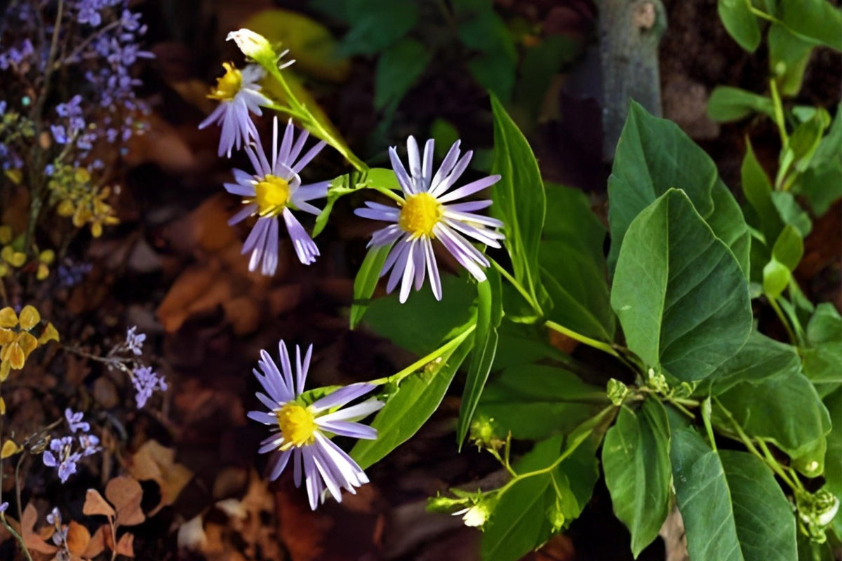 Crooked-Stemmed Aster Seeds, Native Wildflower, Lavender-Blue Blooms, Symphyotrichum prenanthoides, Pollinator-Friendly Plant