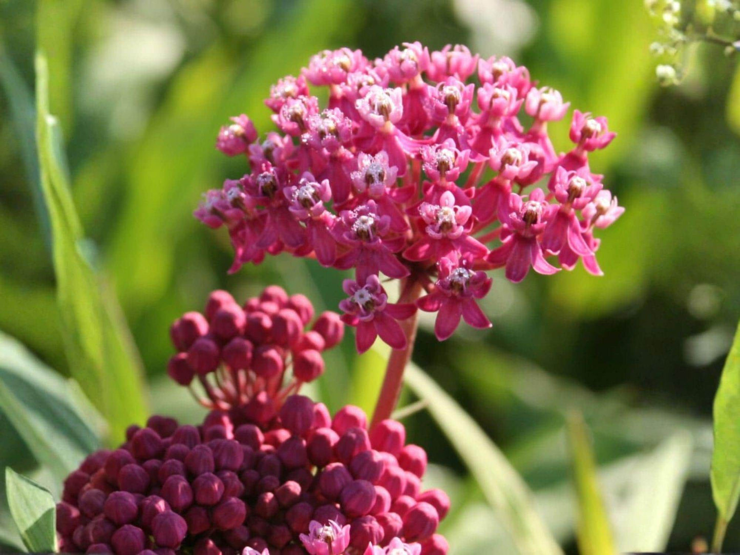 Asclepias incarnata Rose Milkweed Seeds – Pink Native Wildflower for Pollinator Gardens, Heirloom, Non-GMO