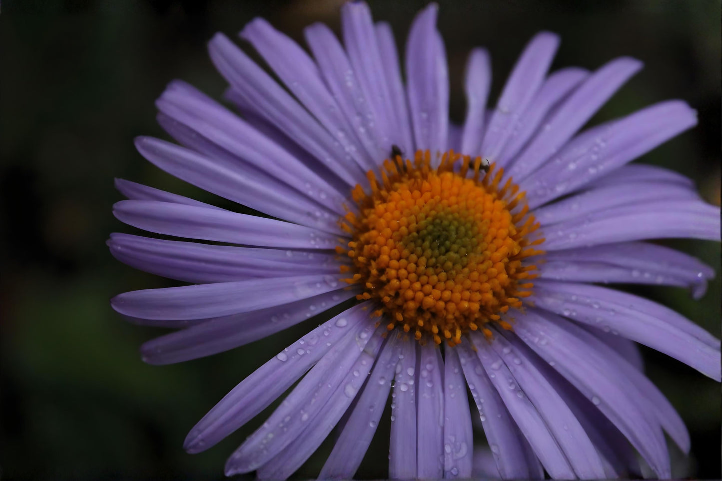 Short’s Aster Seeds – Native Wildflower, Lavender to Pale Purple Blooms, Symphyotrichum shortii, Pollinator-Friendly, Easy to Grow