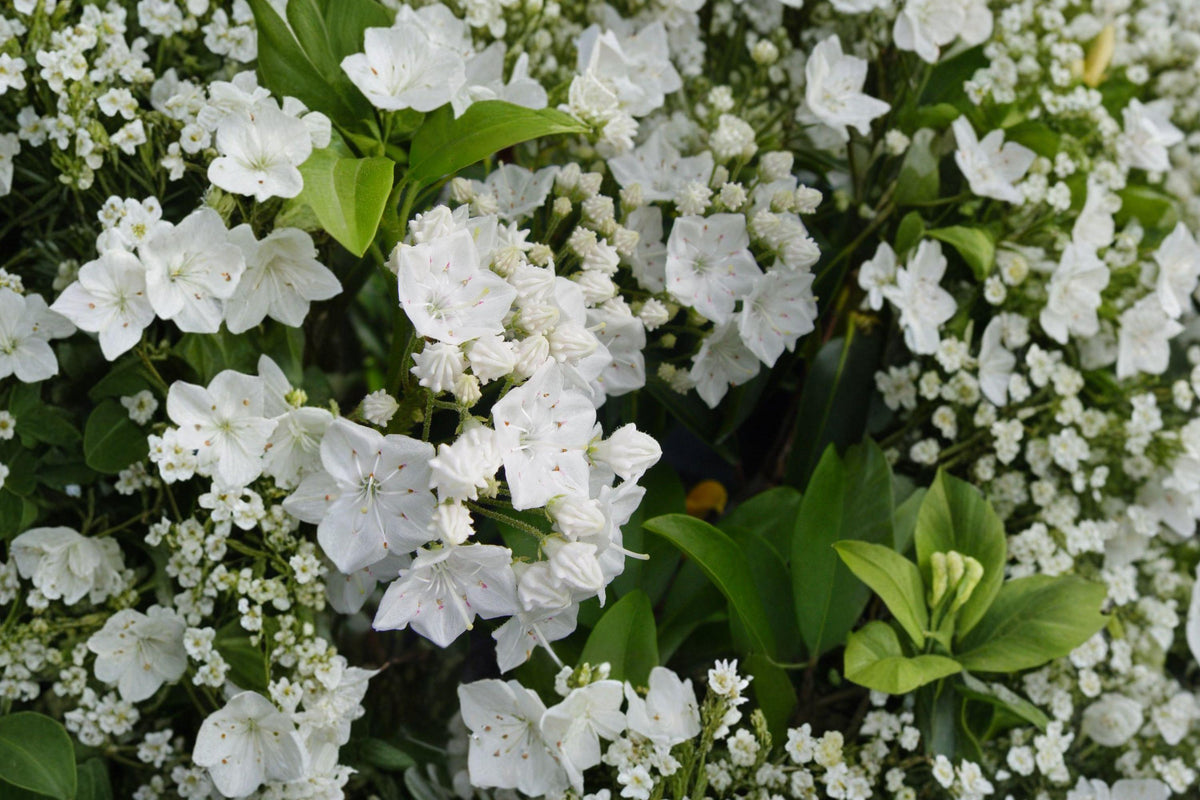 White Mountain Laurel Bare Root Plant – Kalmia latifolia, Evergreen Shrub with White Flowers, Partial Shade, Well-Drained Acidic Soil