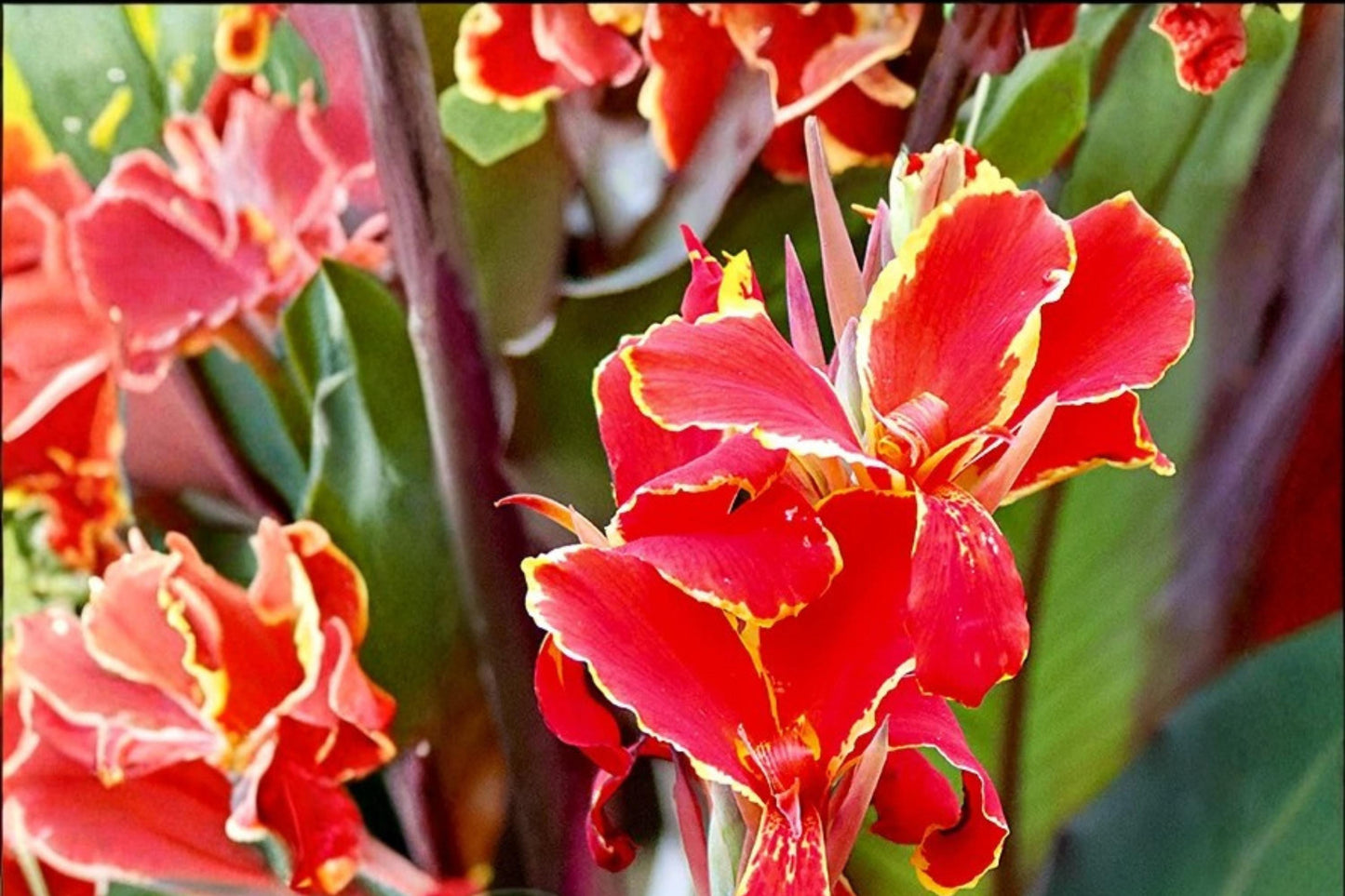 Lucifer Canna Lily Bulbs – Red Flowering Perennial Canna Bulbs for Garden Beds & Containers