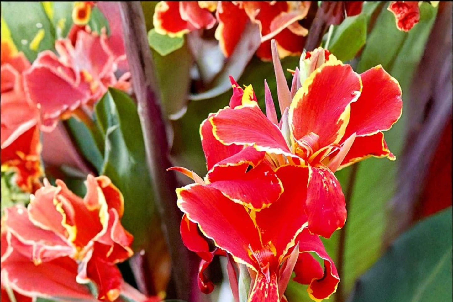 Lucifer Canna Lily Bulbs – Red Flowering Perennial Canna Bulb for Garden Beds & Containers